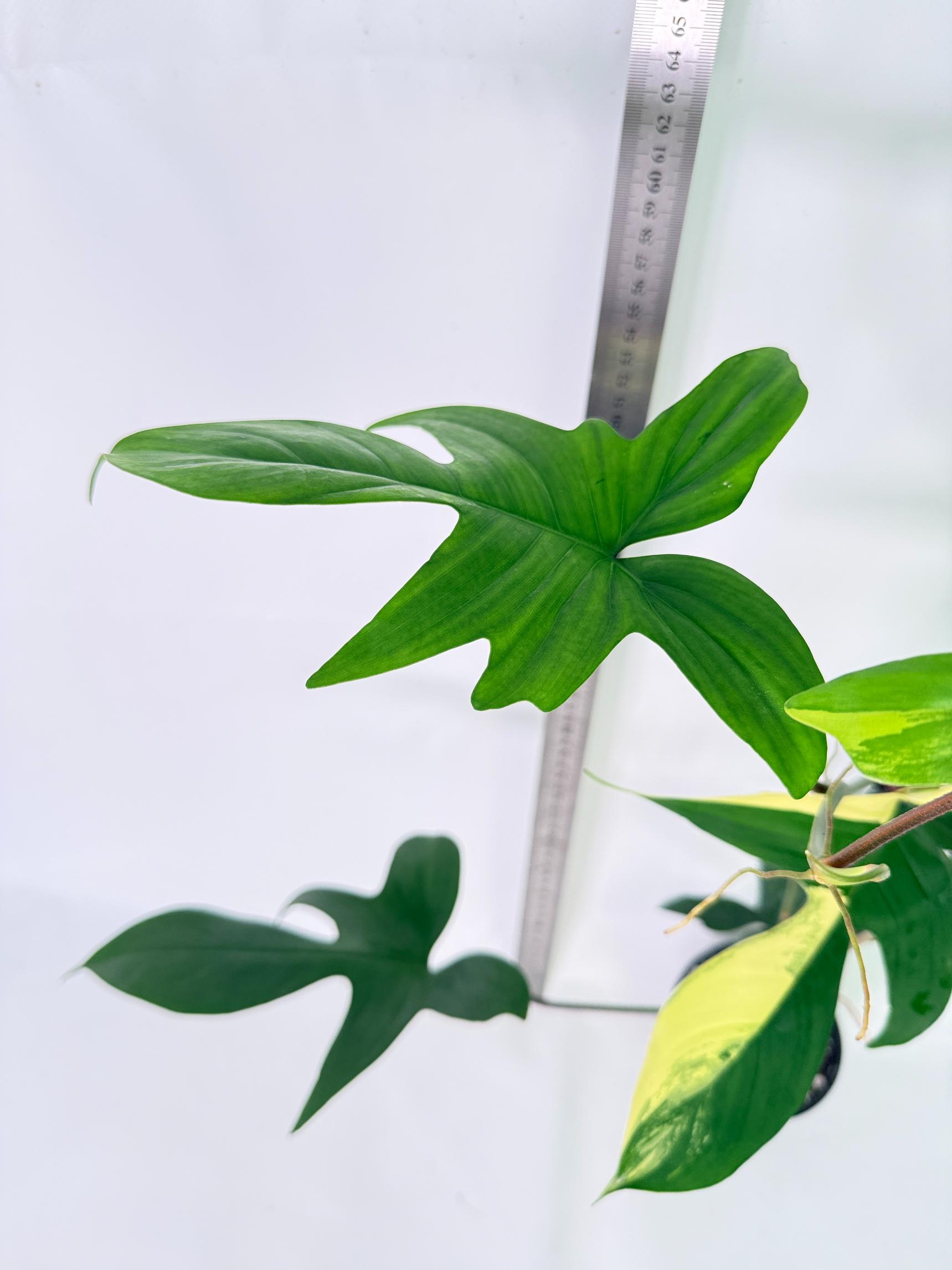 Philodendron Florida Beauty Variegata 9