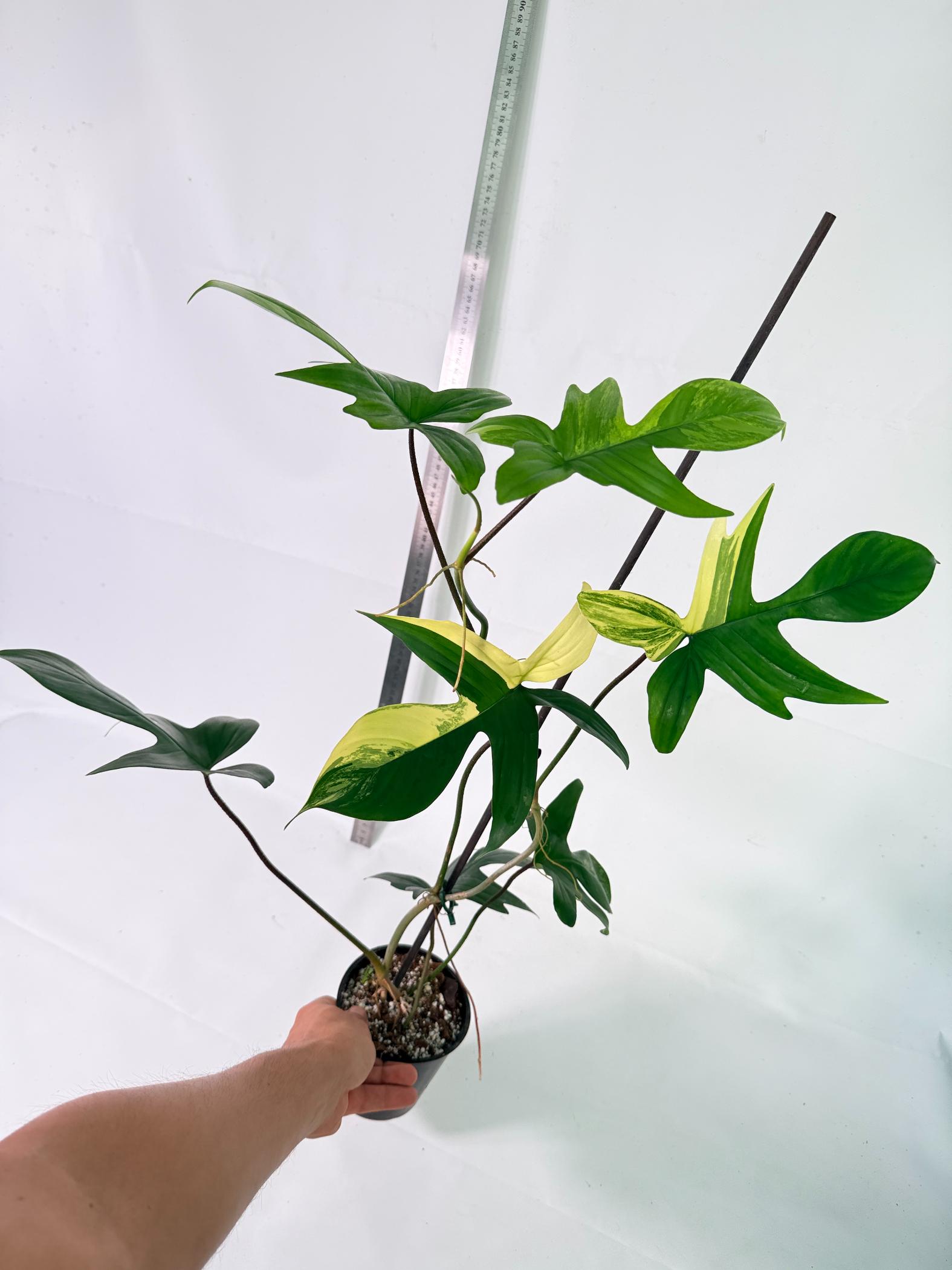 Philodendron Florida Beauty Variegata 6