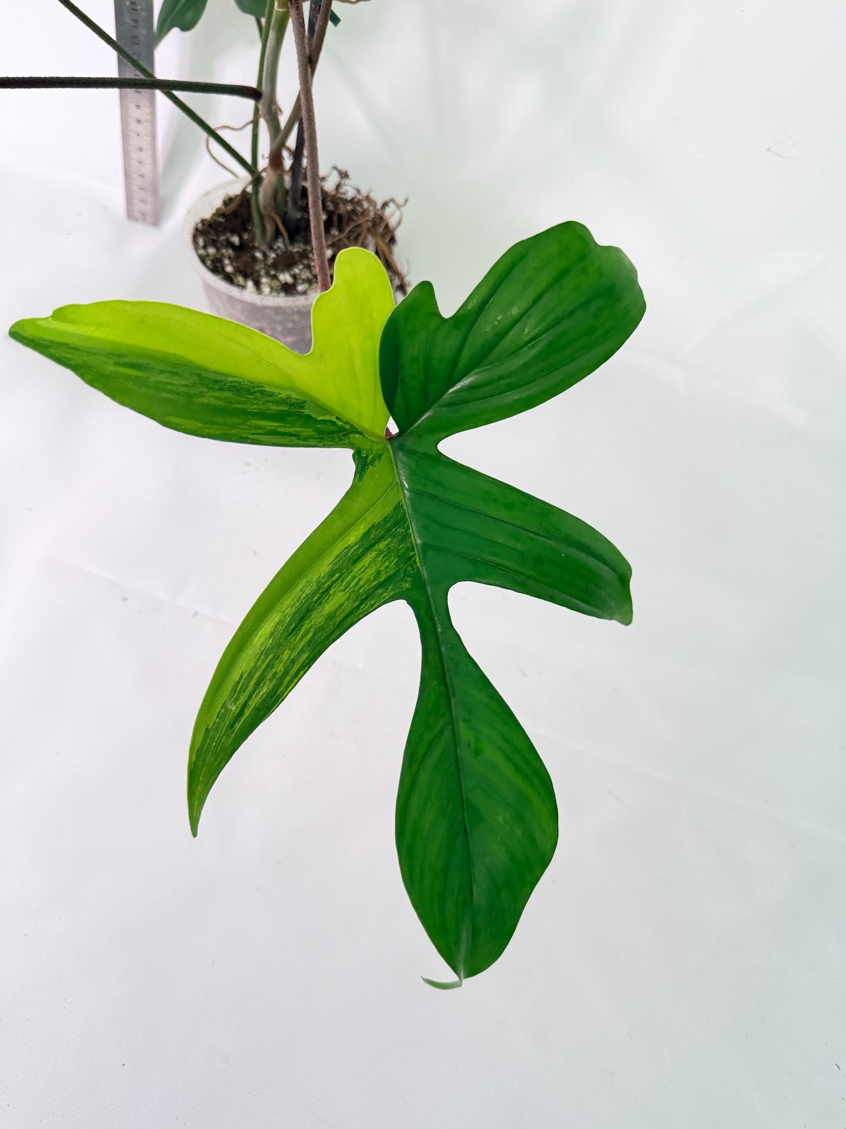 Philodendron Florida Beauty Variegata 8