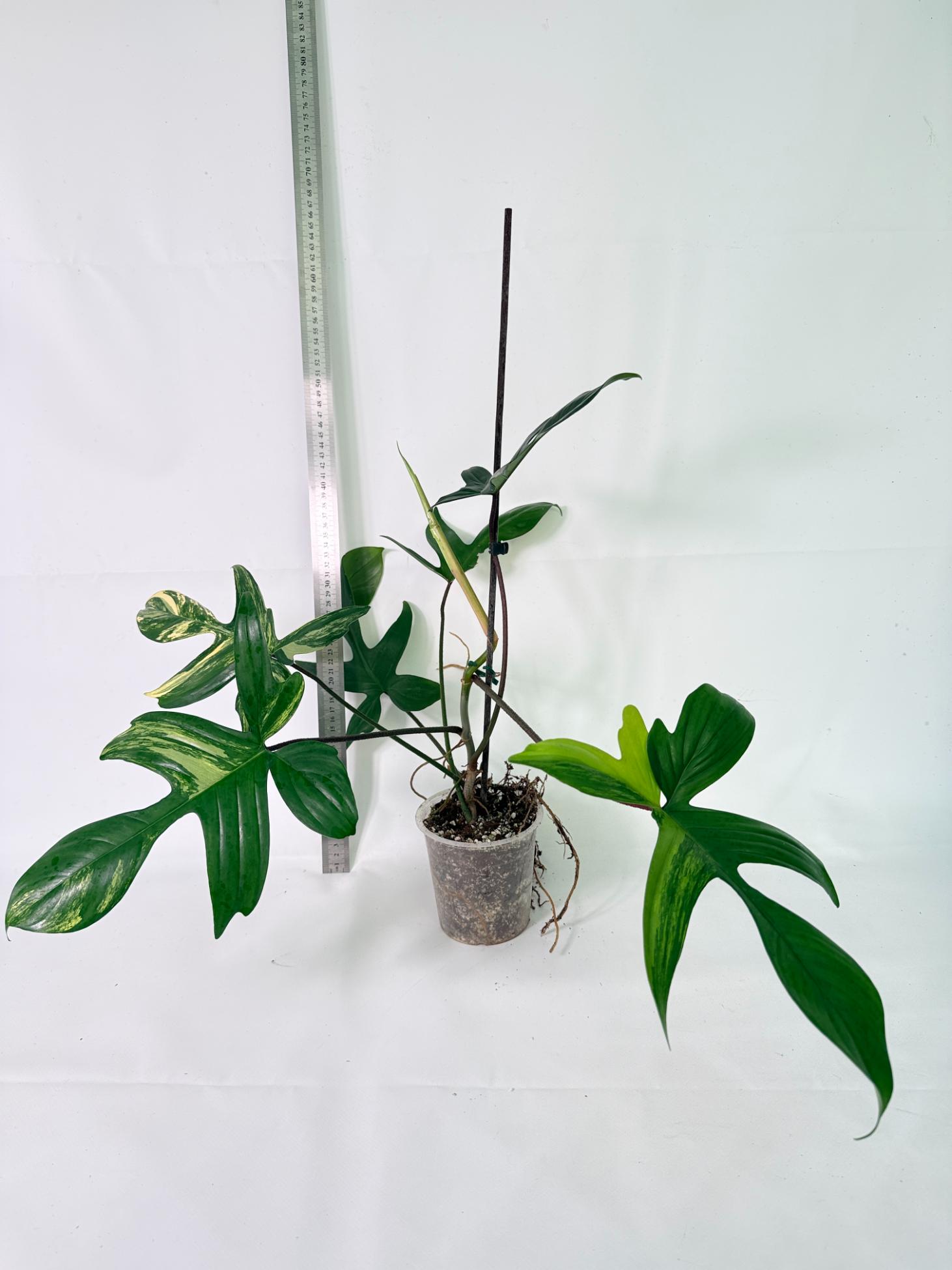 Philodendron Florida Beauty Variegata 1