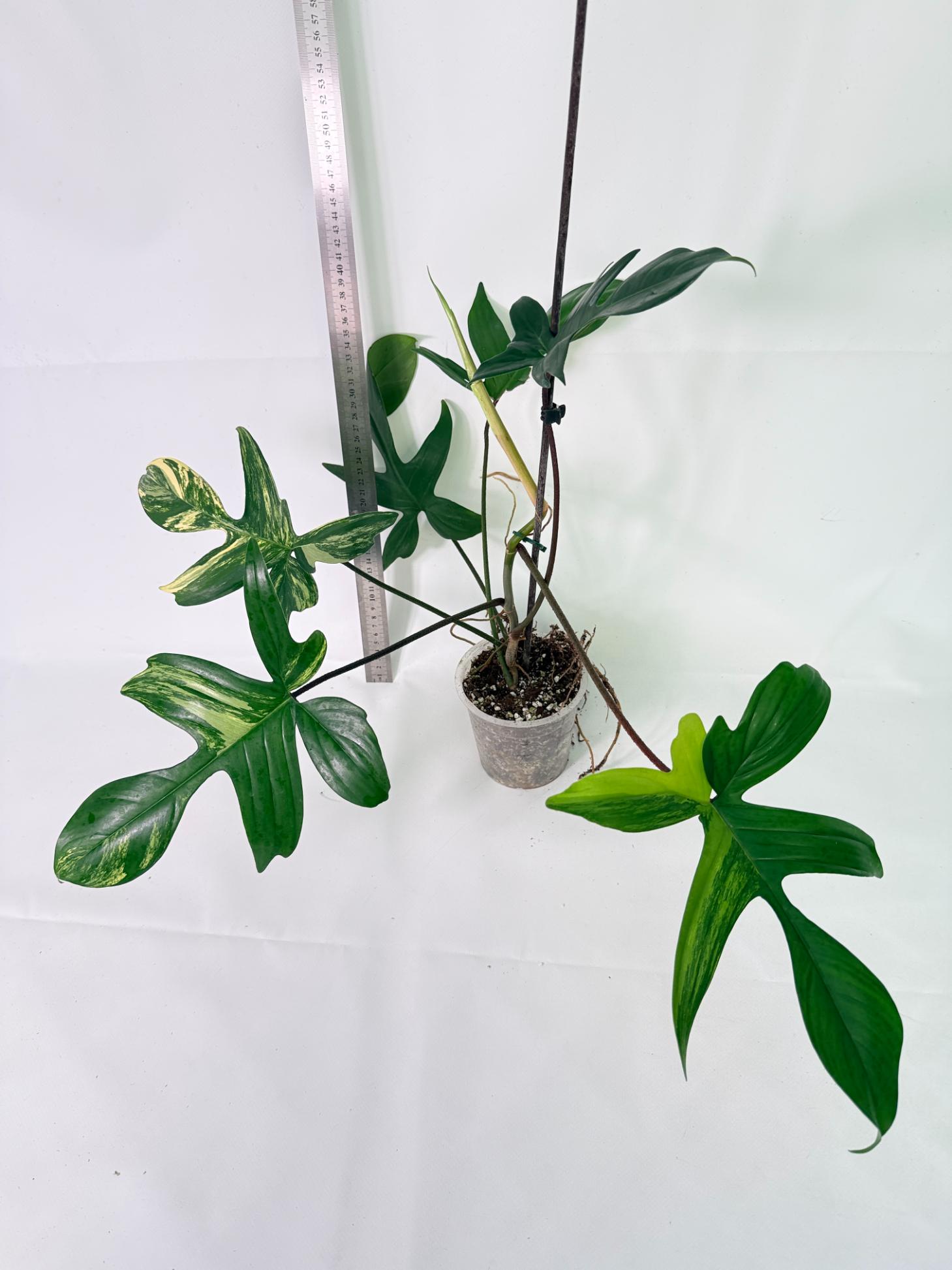 Philodendron Florida Beauty Variegata 11