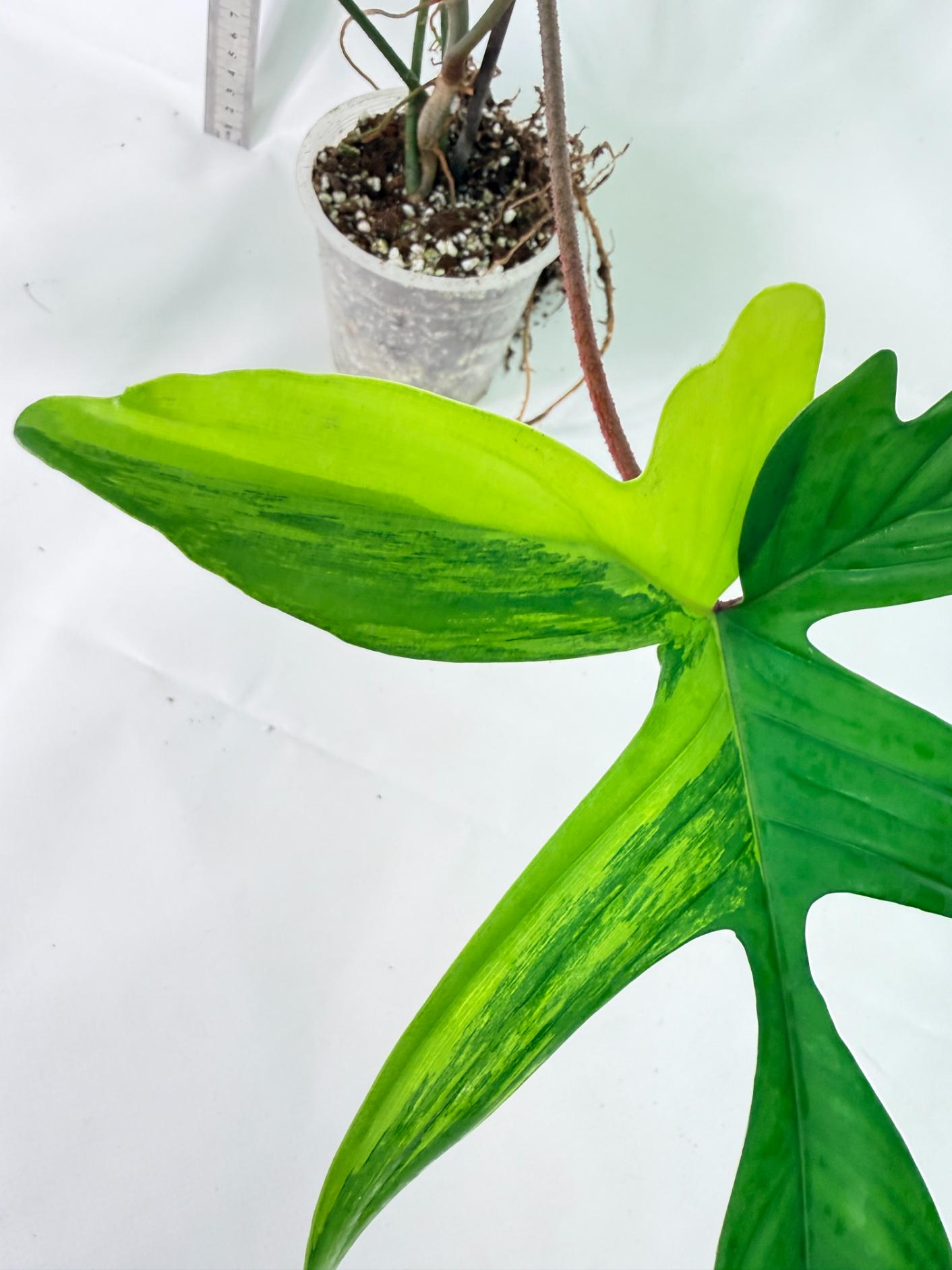 Philodendron Florida Beauty Variegata 3