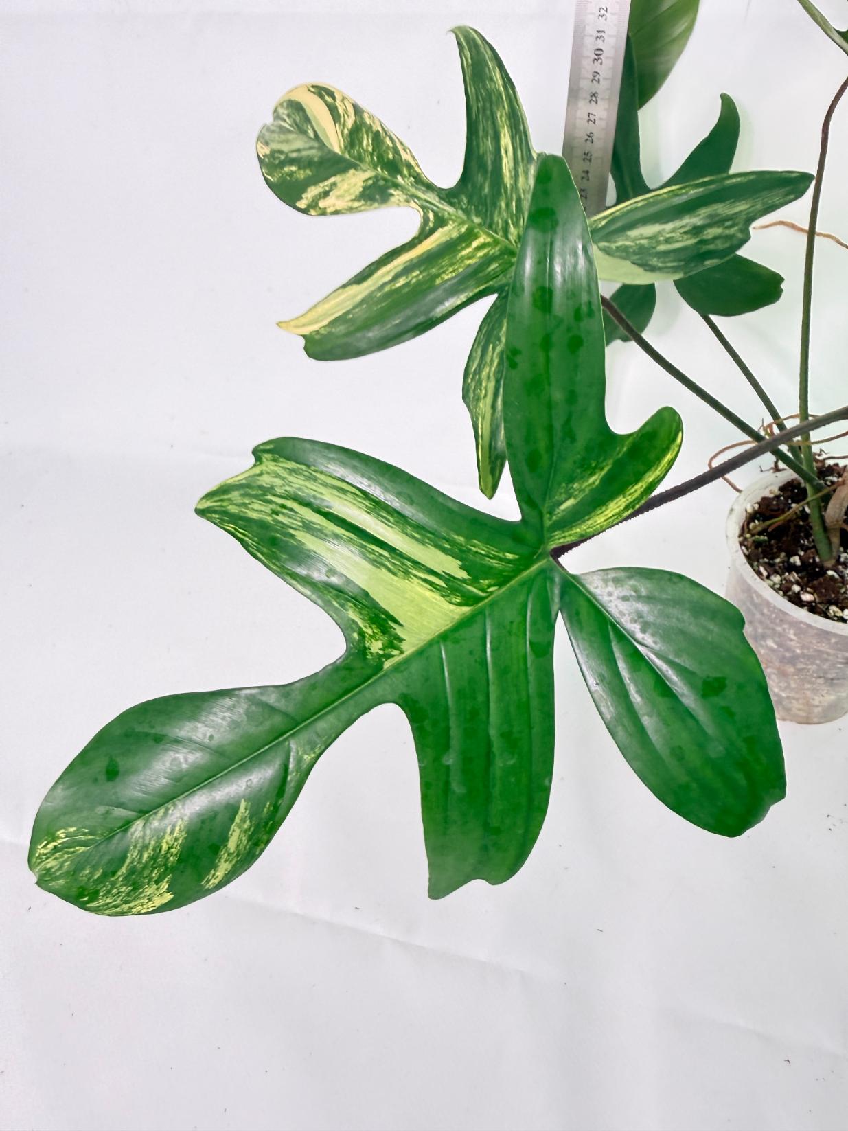 Philodendron Florida Beauty Variegata 4