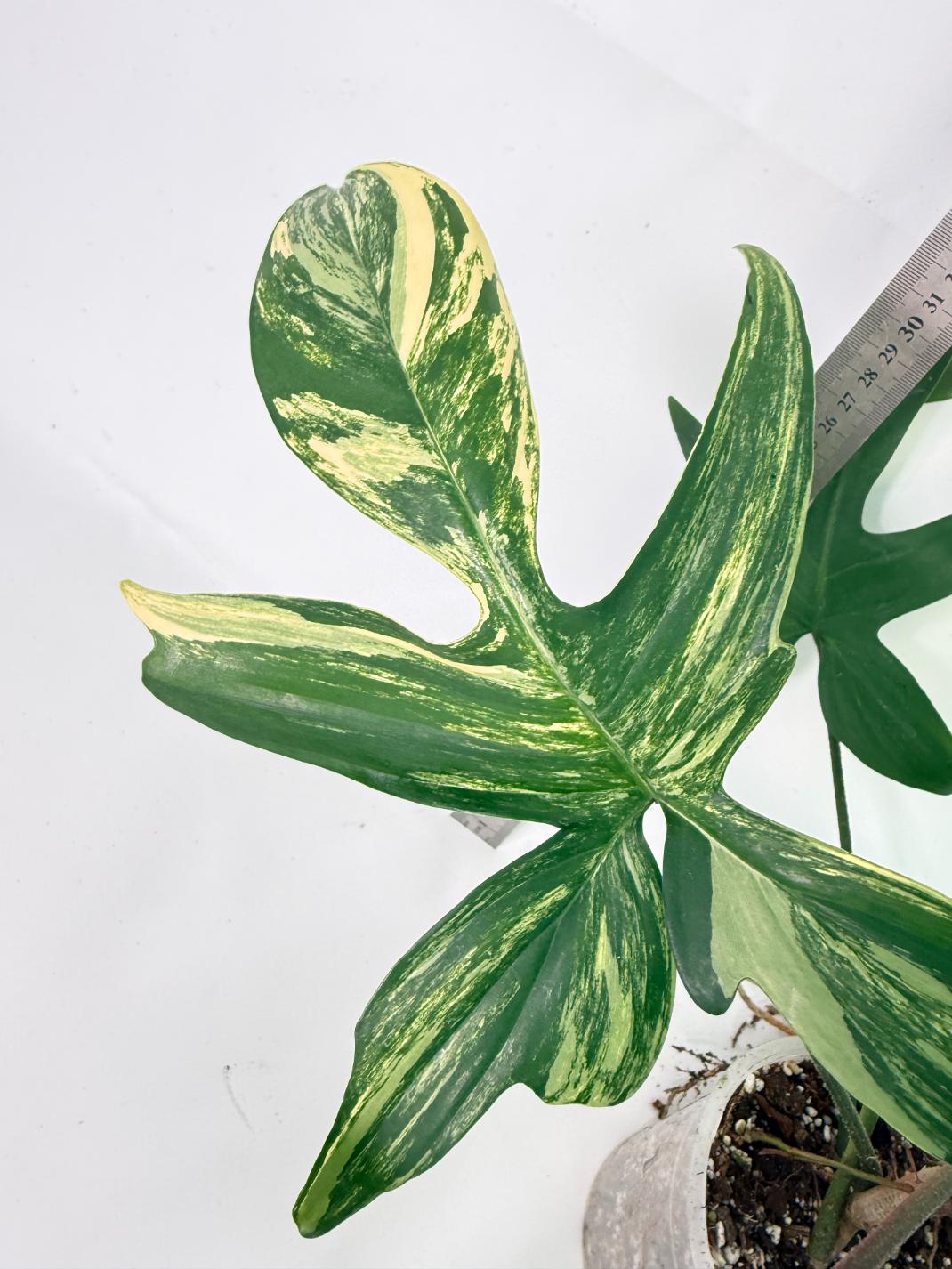 Philodendron Florida Beauty Variegata 2