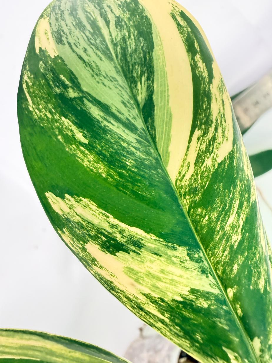 Philodendron Florida Beauty Variegata 6