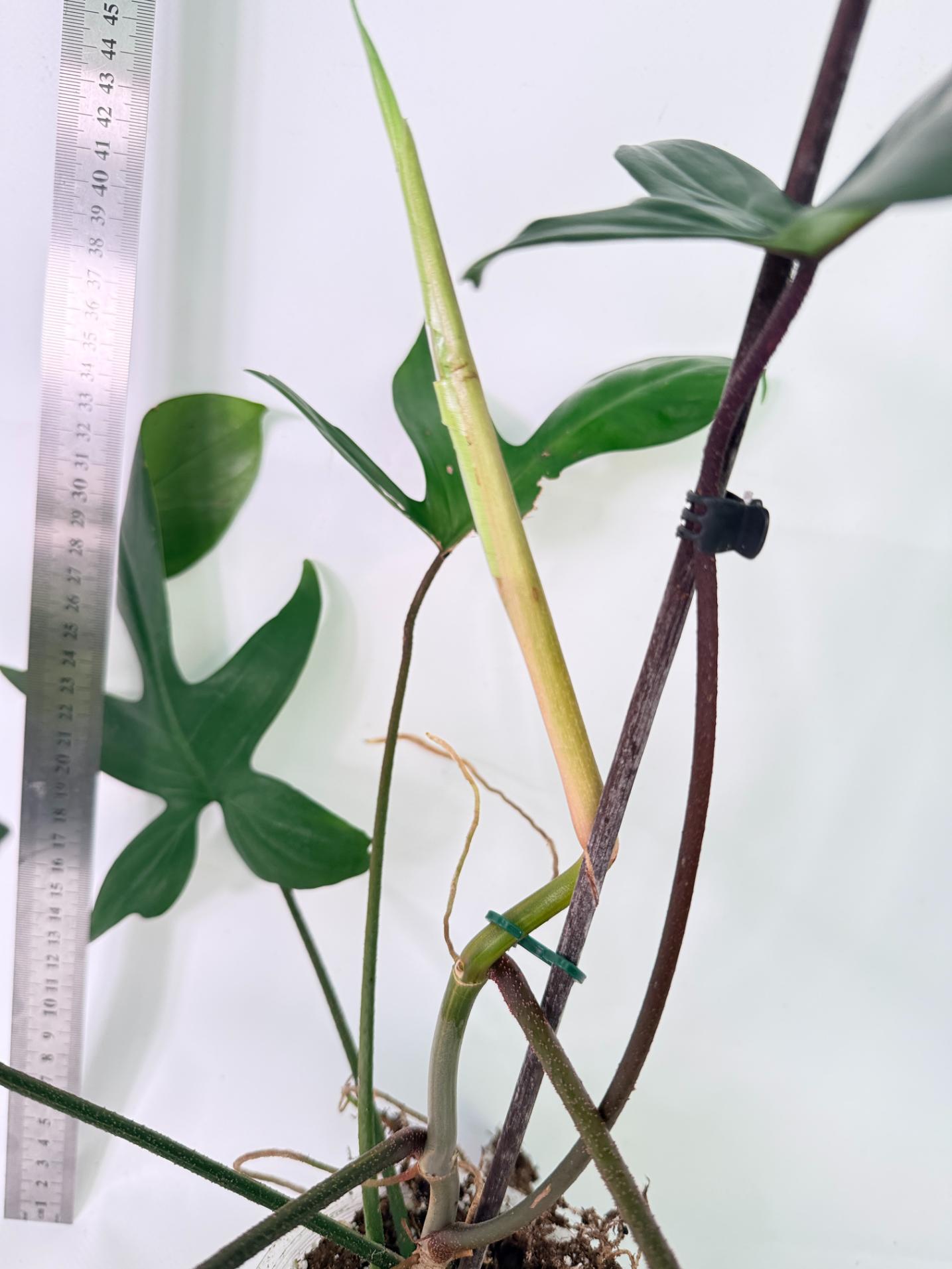 Philodendron Florida Beauty Variegata 10