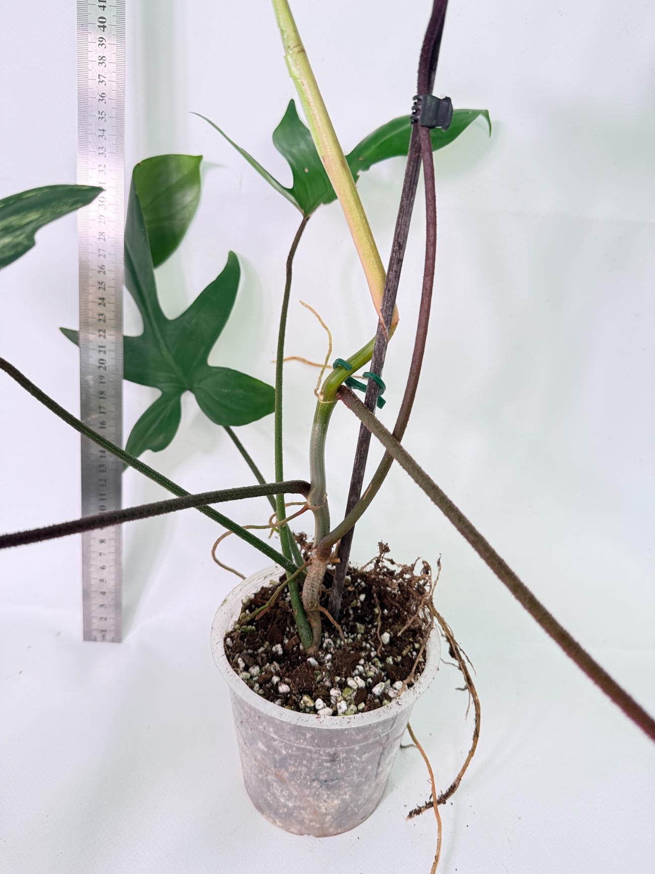 Philodendron Florida Beauty Variegata 7