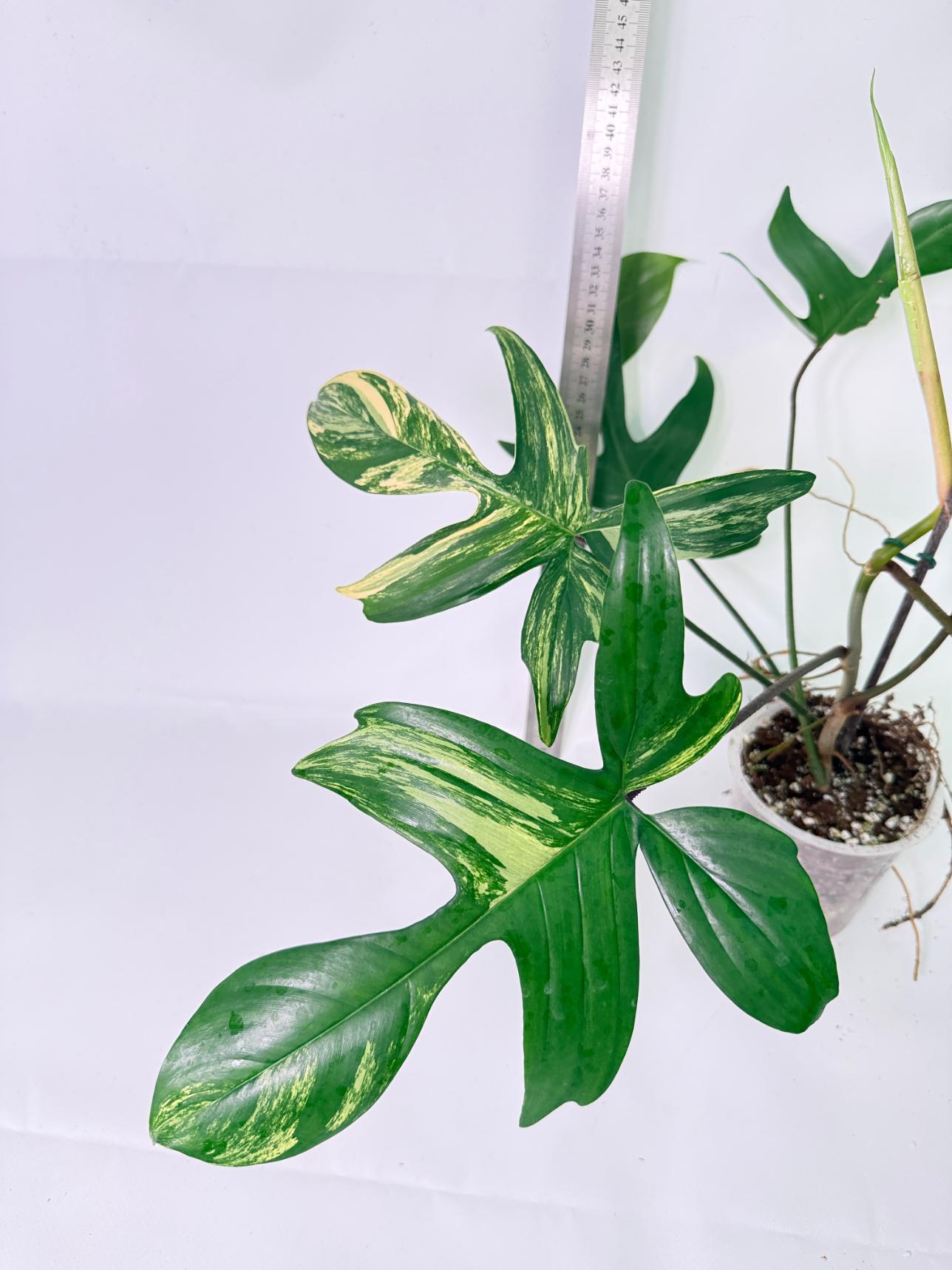 Philodendron Florida Beauty Variegata 9