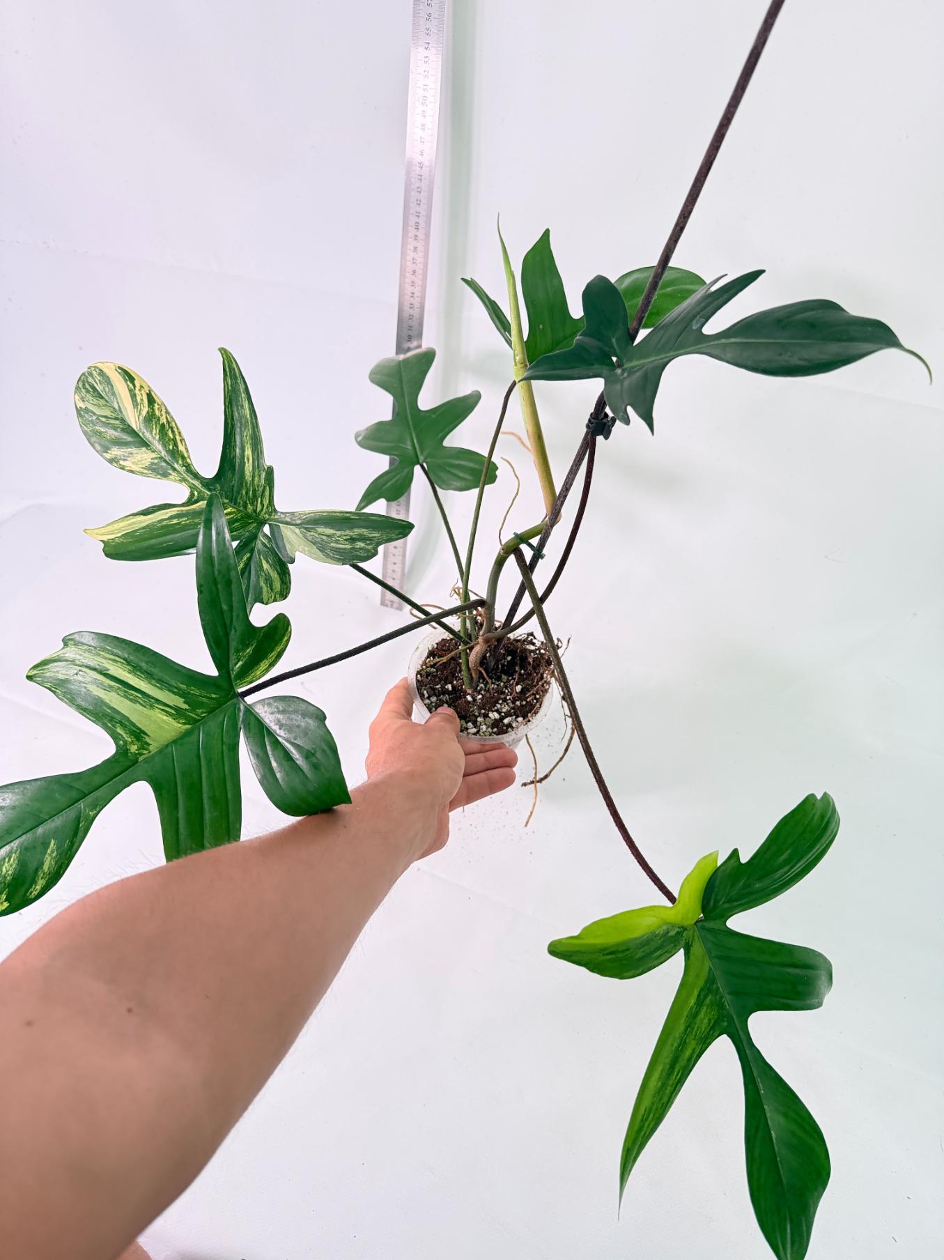 Philodendron Florida Beauty Variegata 5