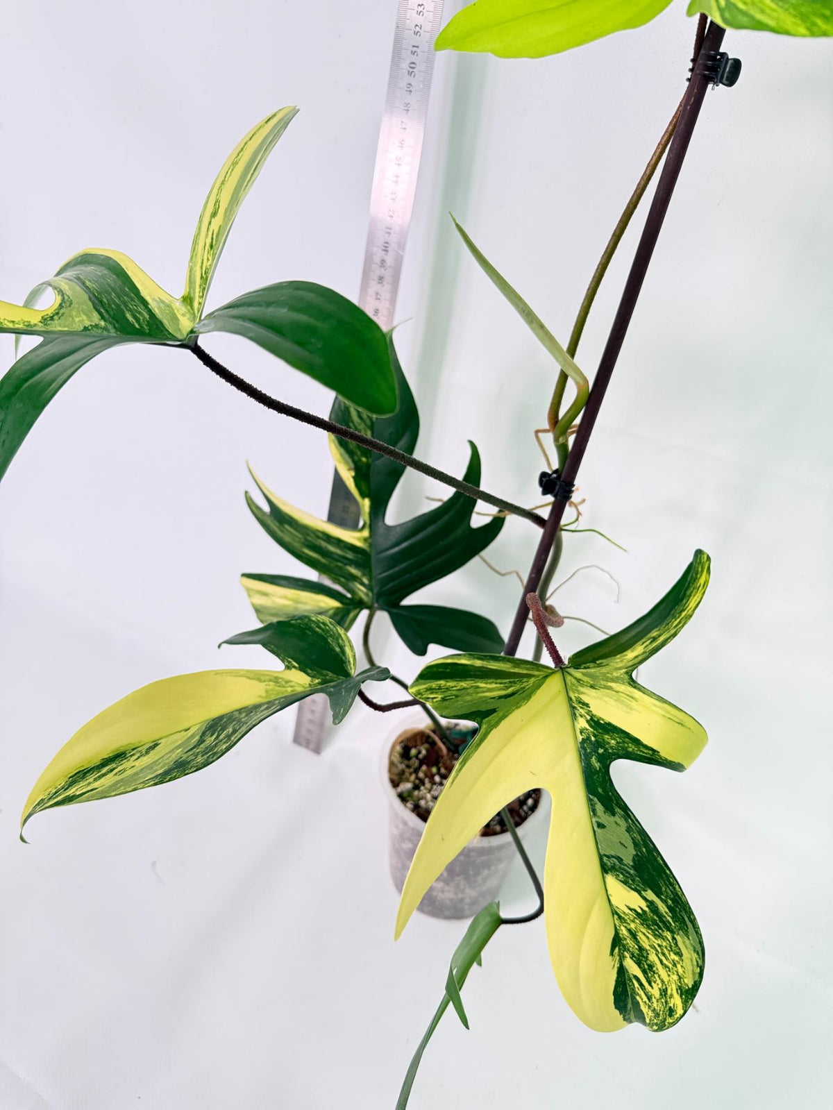 Philodendron Florida Beauty Variegata 10