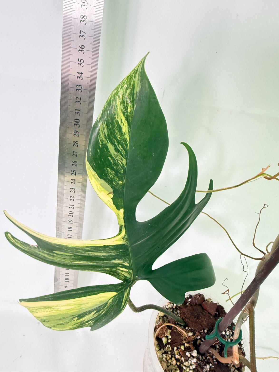 Philodendron Florida Beauty Variegata 4