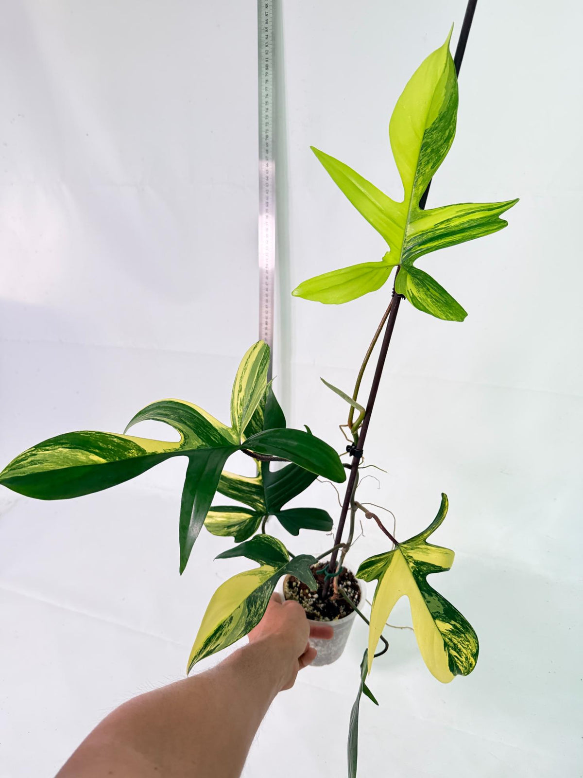 Philodendron Florida Beauty Variegata 11