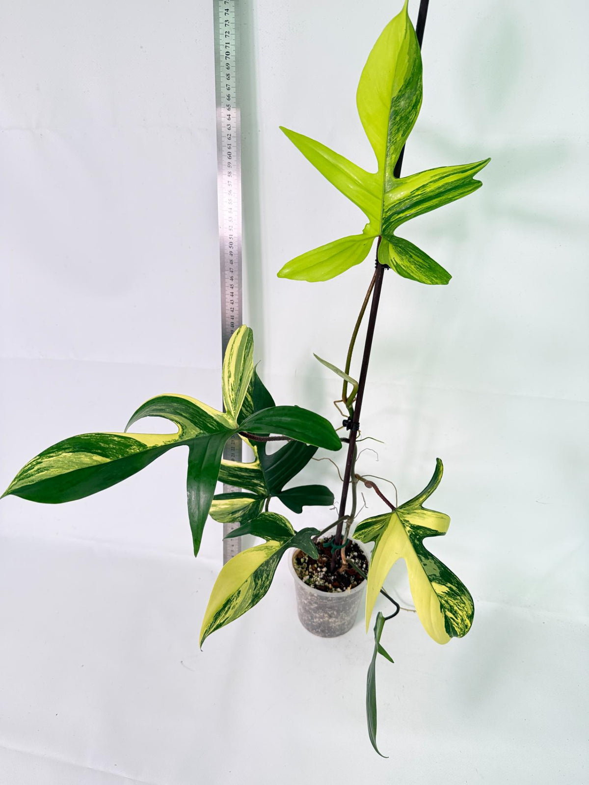 Philodendron Florida Beauty Variegata 6