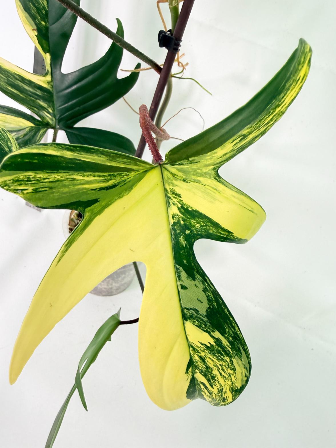 Philodendron Florida Beauty Variegata 12