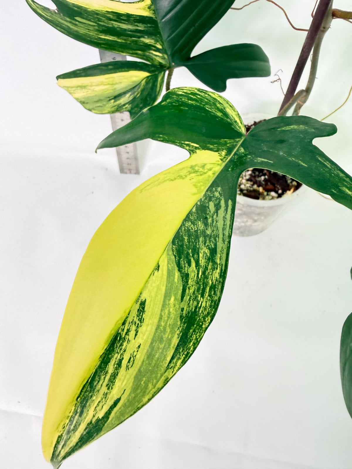 Philodendron Florida Beauty Variegata 5