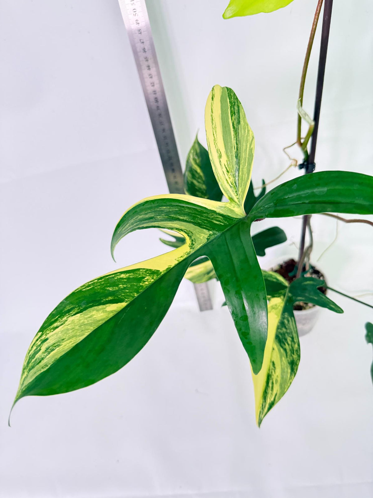Philodendron Florida Beauty Variegata 7
