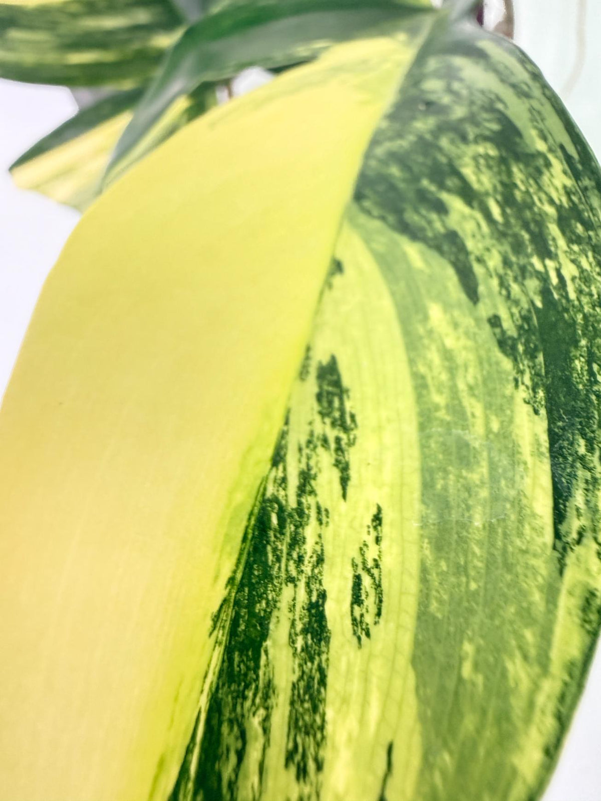 Philodendron Florida Beauty Variegata 13