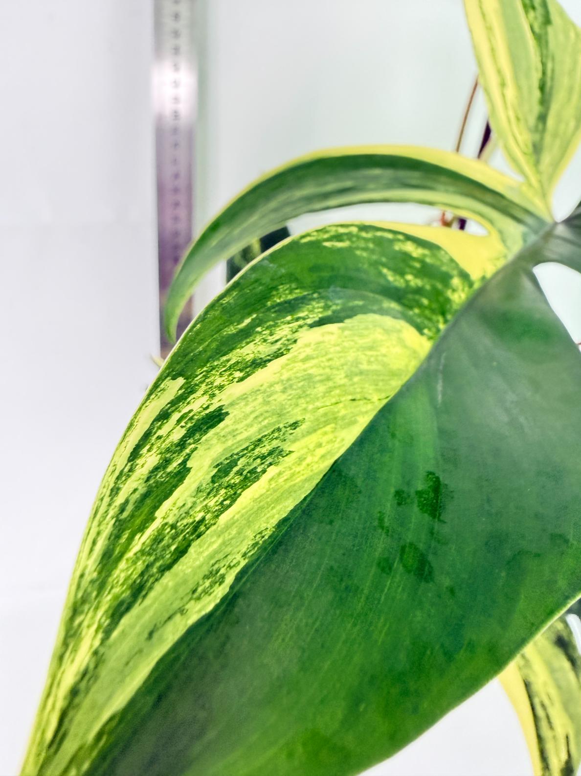 Philodendron Florida Beauty Variegata 8
