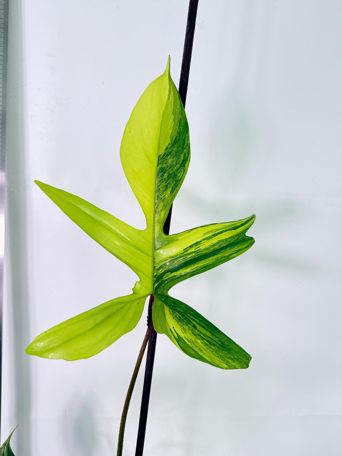 Philodendron Florida Beauty Variegata 9