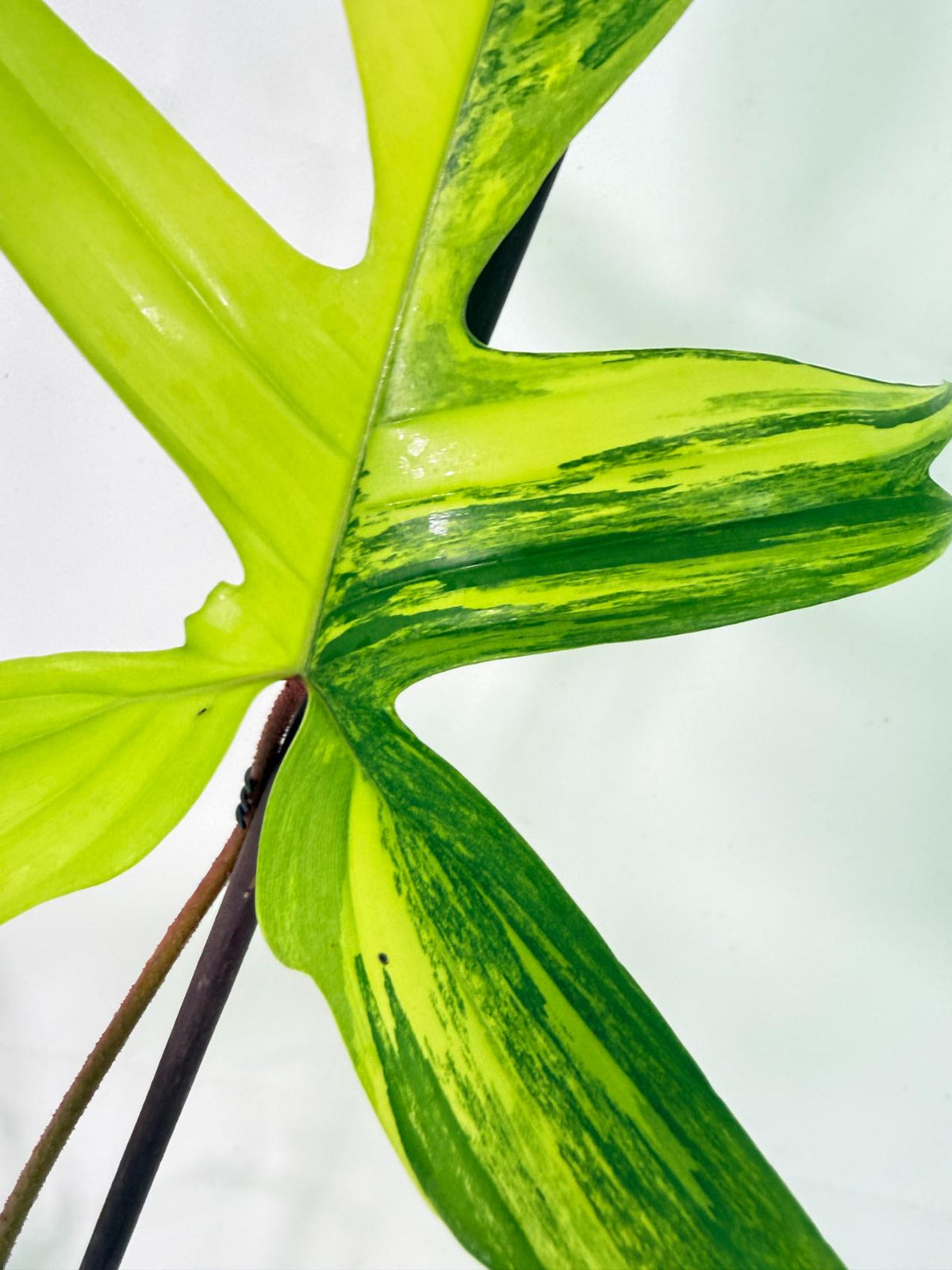 Philodendron Florida Beauty Variegata 3