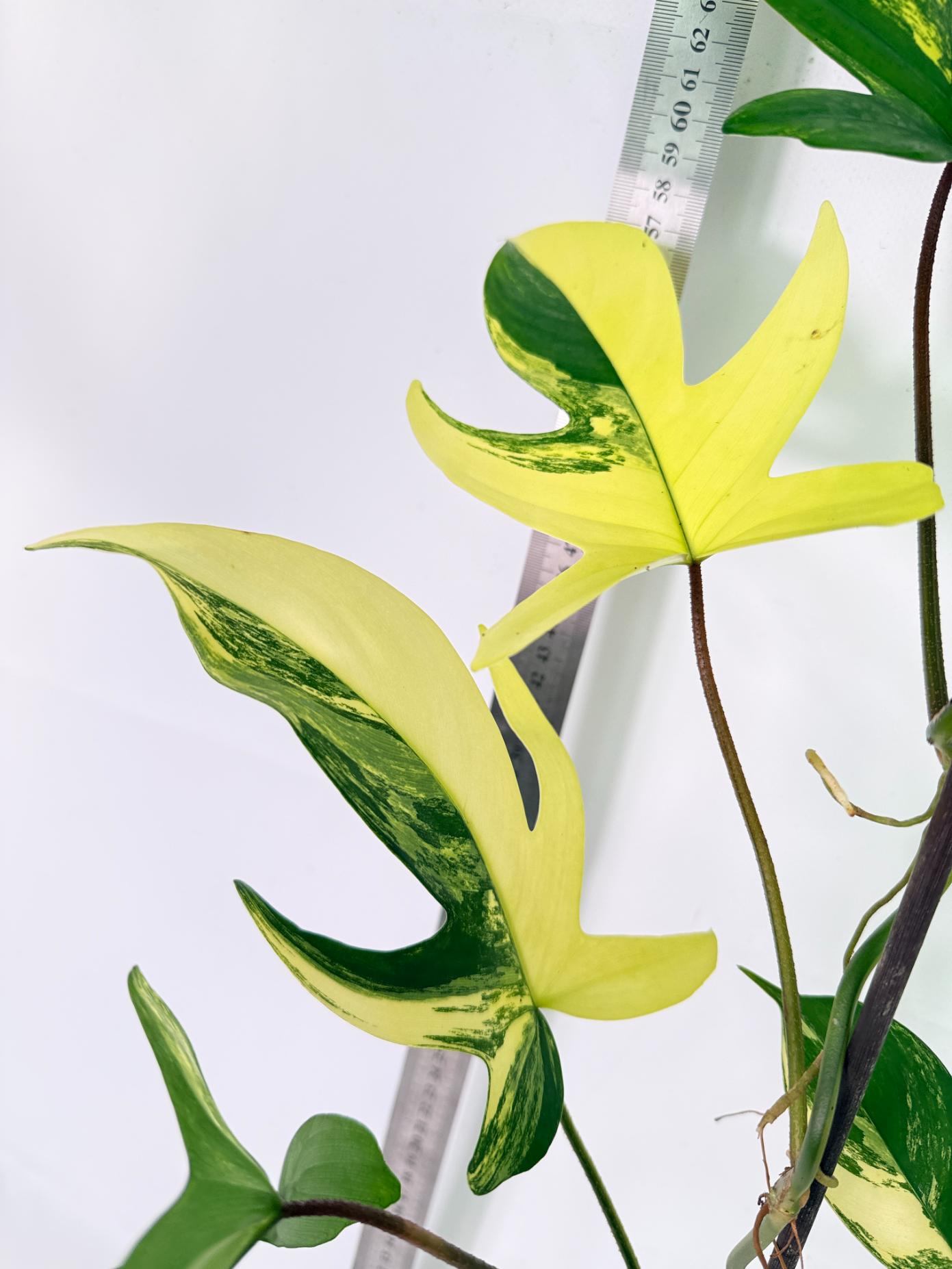 Philodendron Florida Beauty Variegata 2