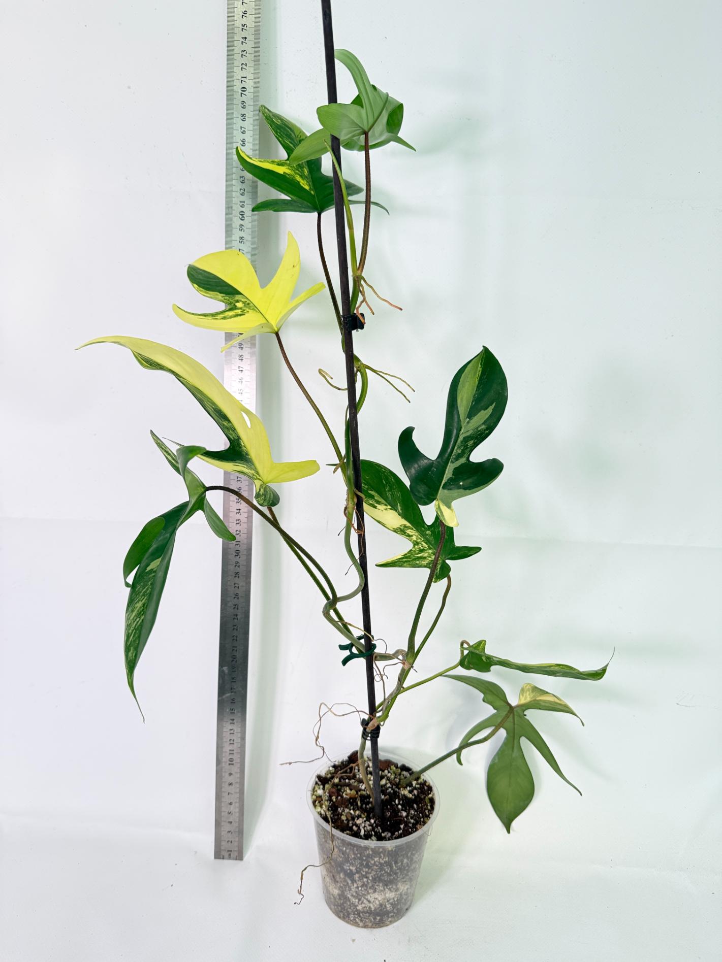 Philodendron Florida Beauty Variegata 1