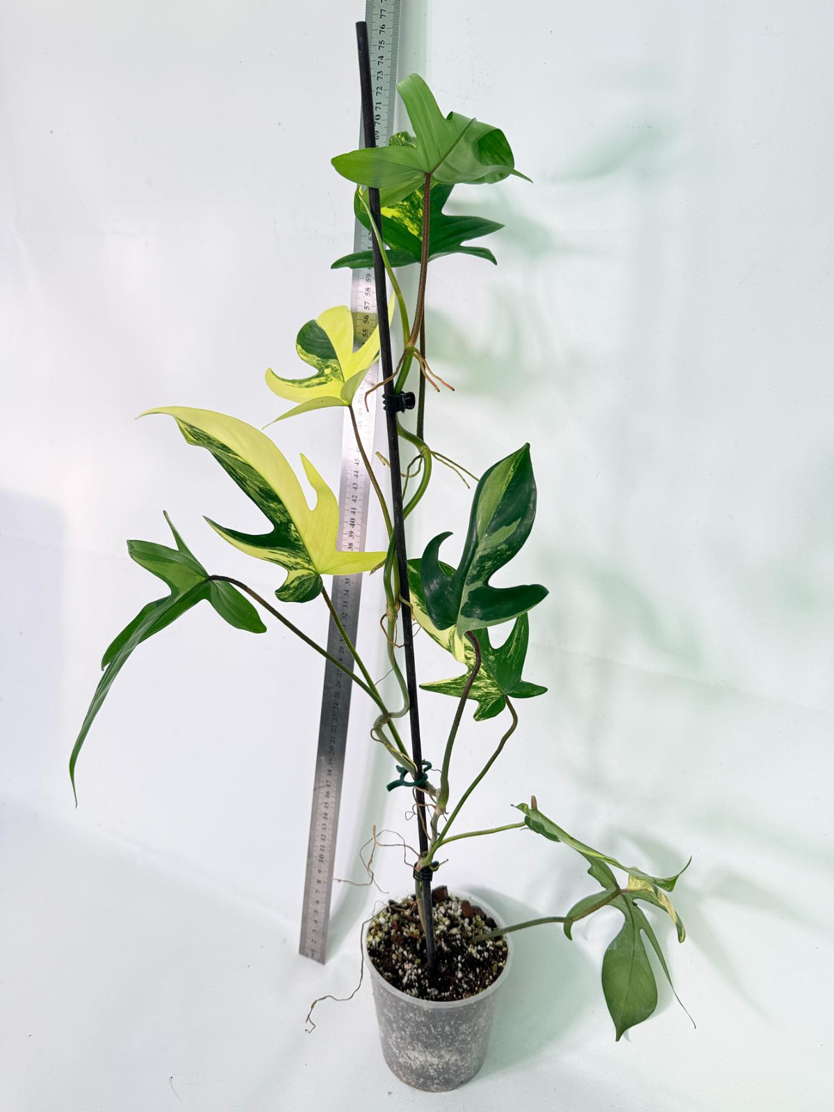 Philodendron Florida Beauty Variegata 5