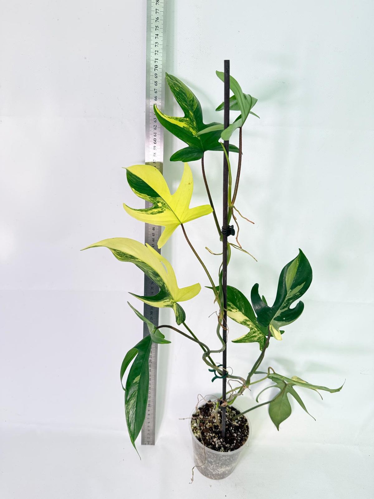 Philodendron Florida Beauty Variegata 11