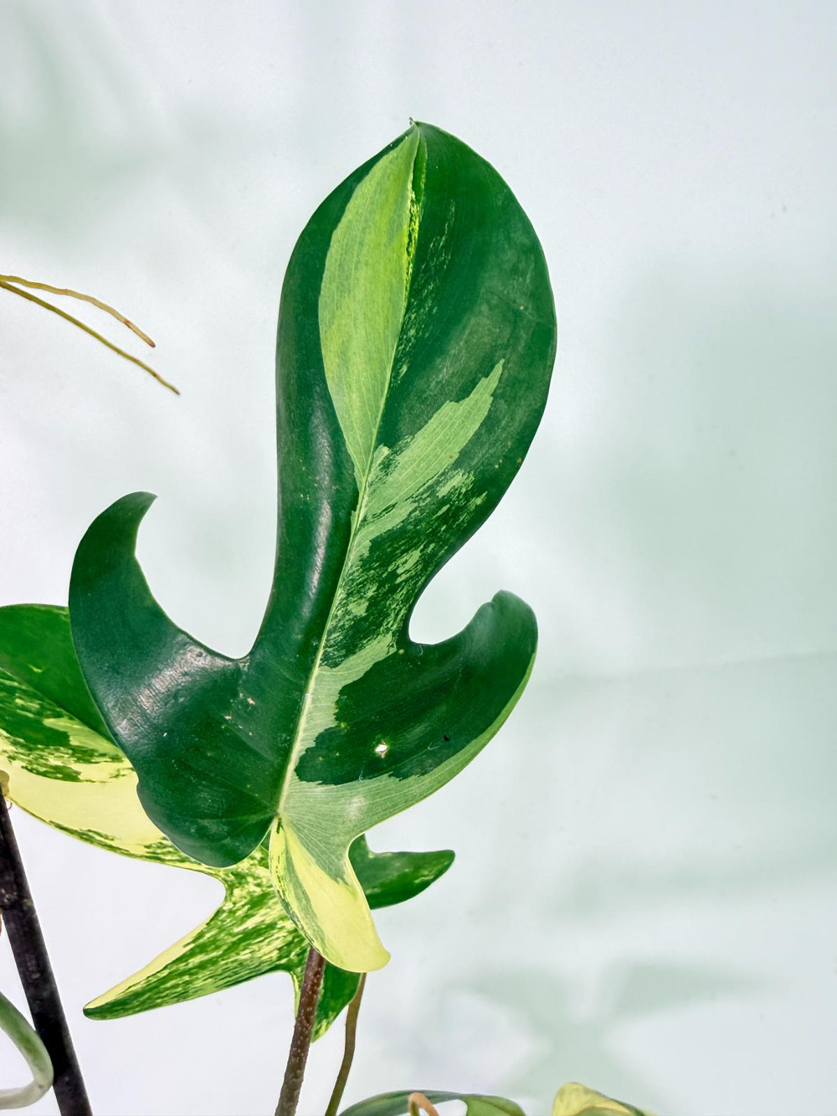 Philodendron Florida Beauty Variegata 4