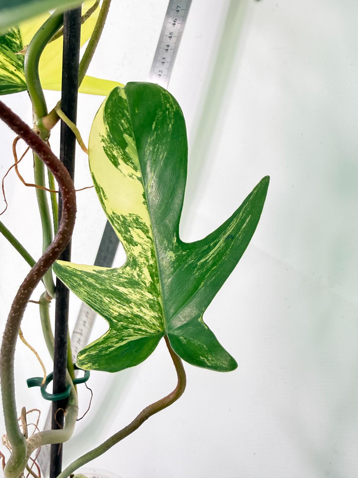 Philodendron Florida Beauty Variegata 6