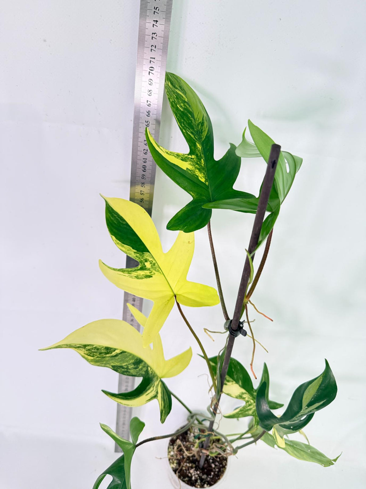 Philodendron Florida Beauty Variegata 8