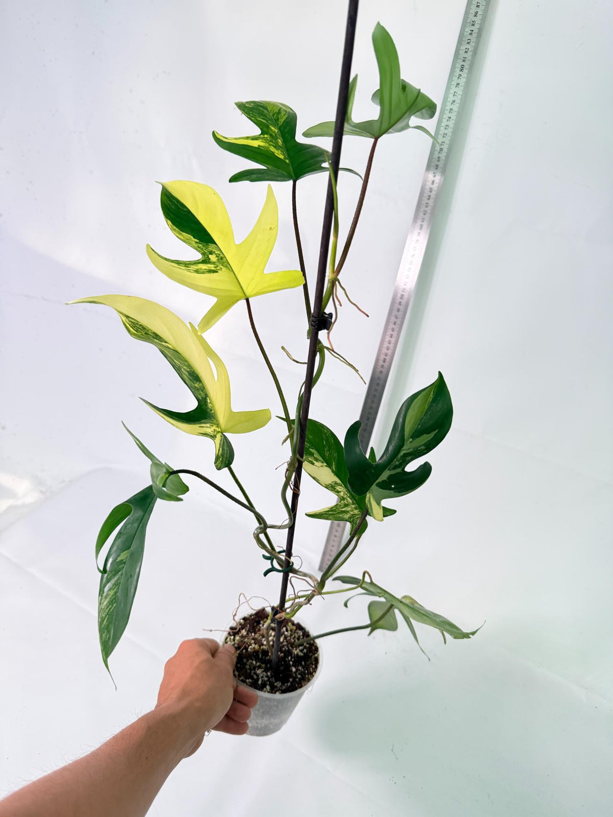 Philodendron Florida Beauty Variegata 10
