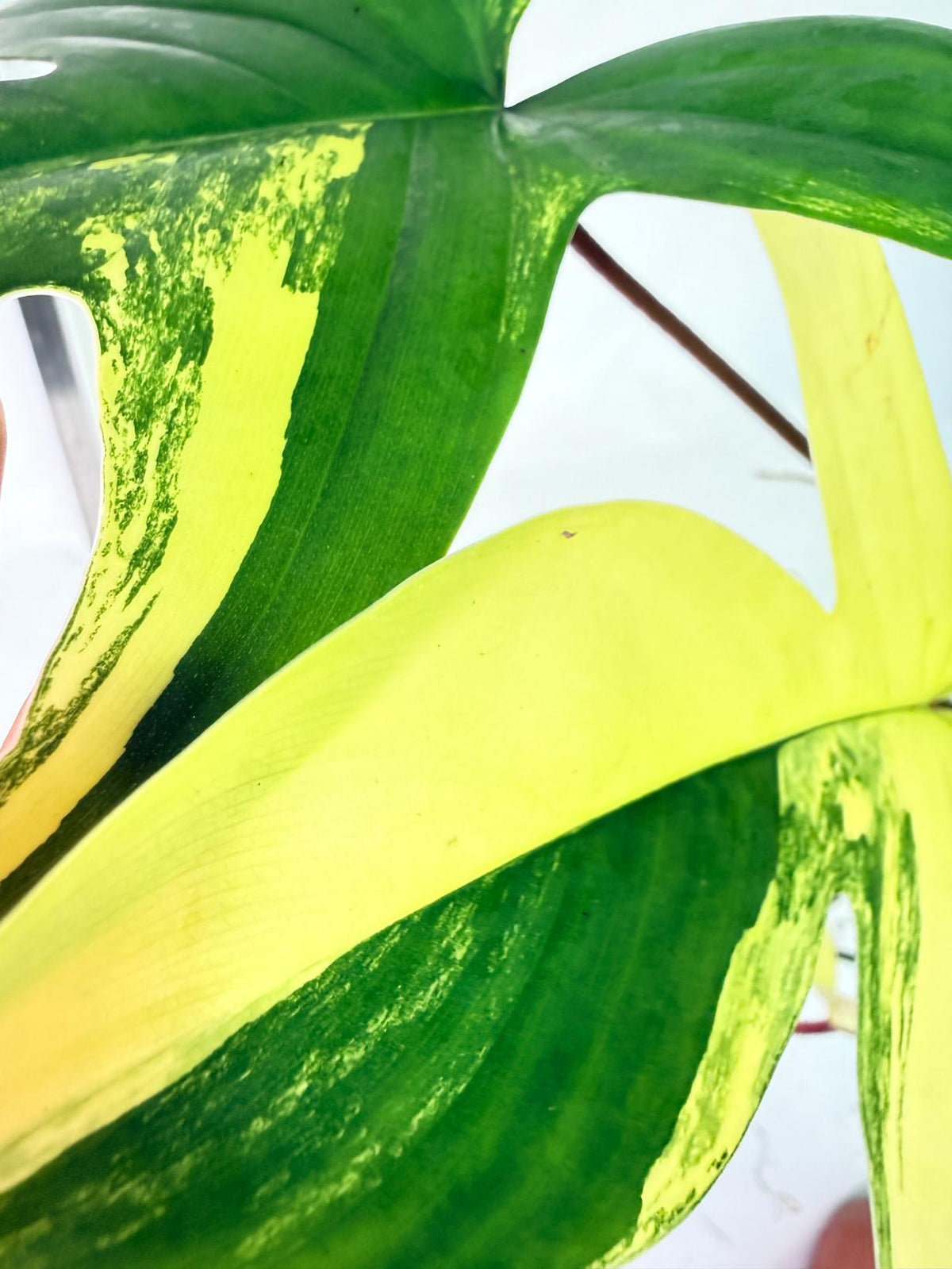 Philodendron Florida Beauty Variegata 7