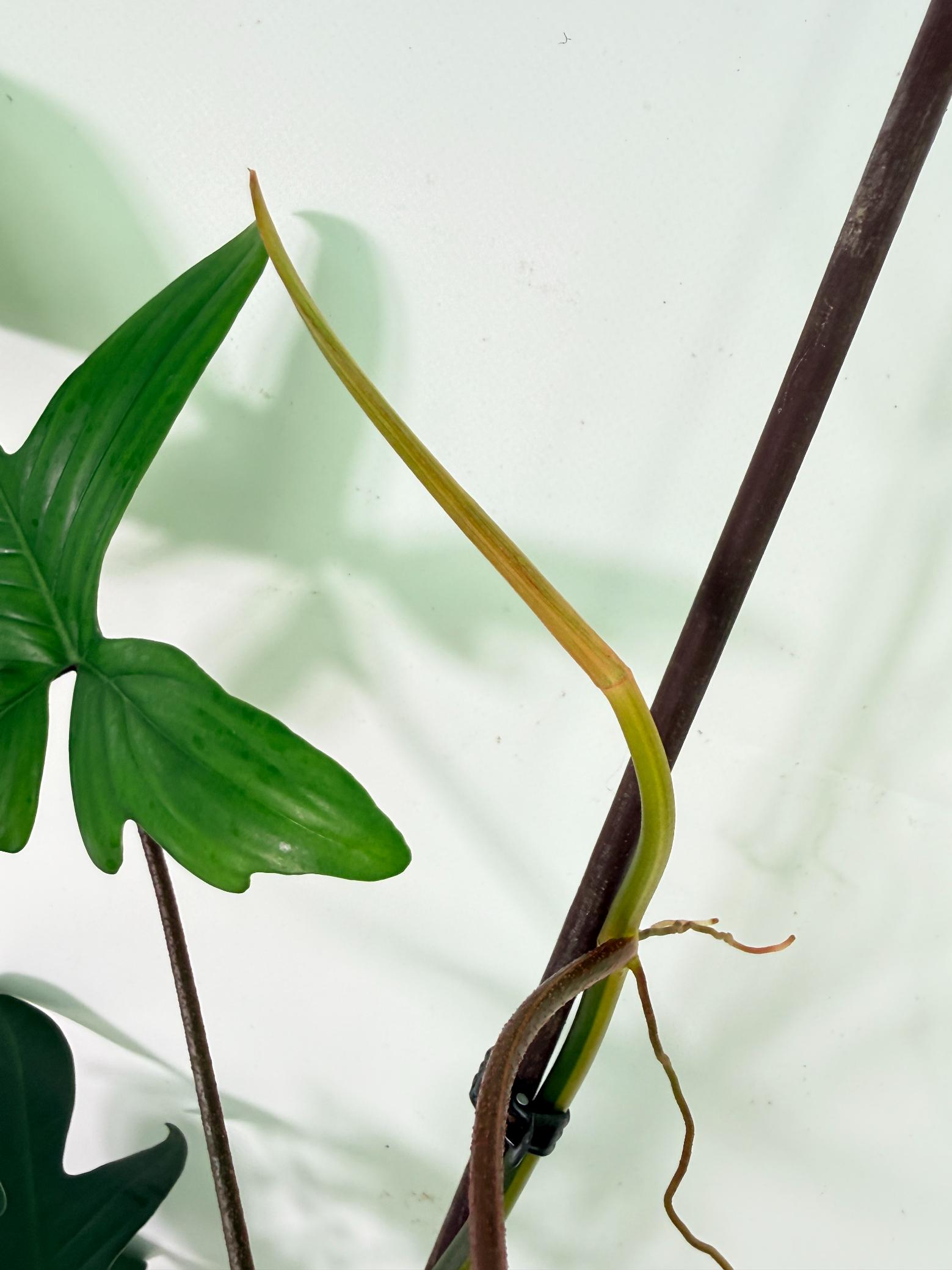 Philodendron Florida Beauty Variegata 09