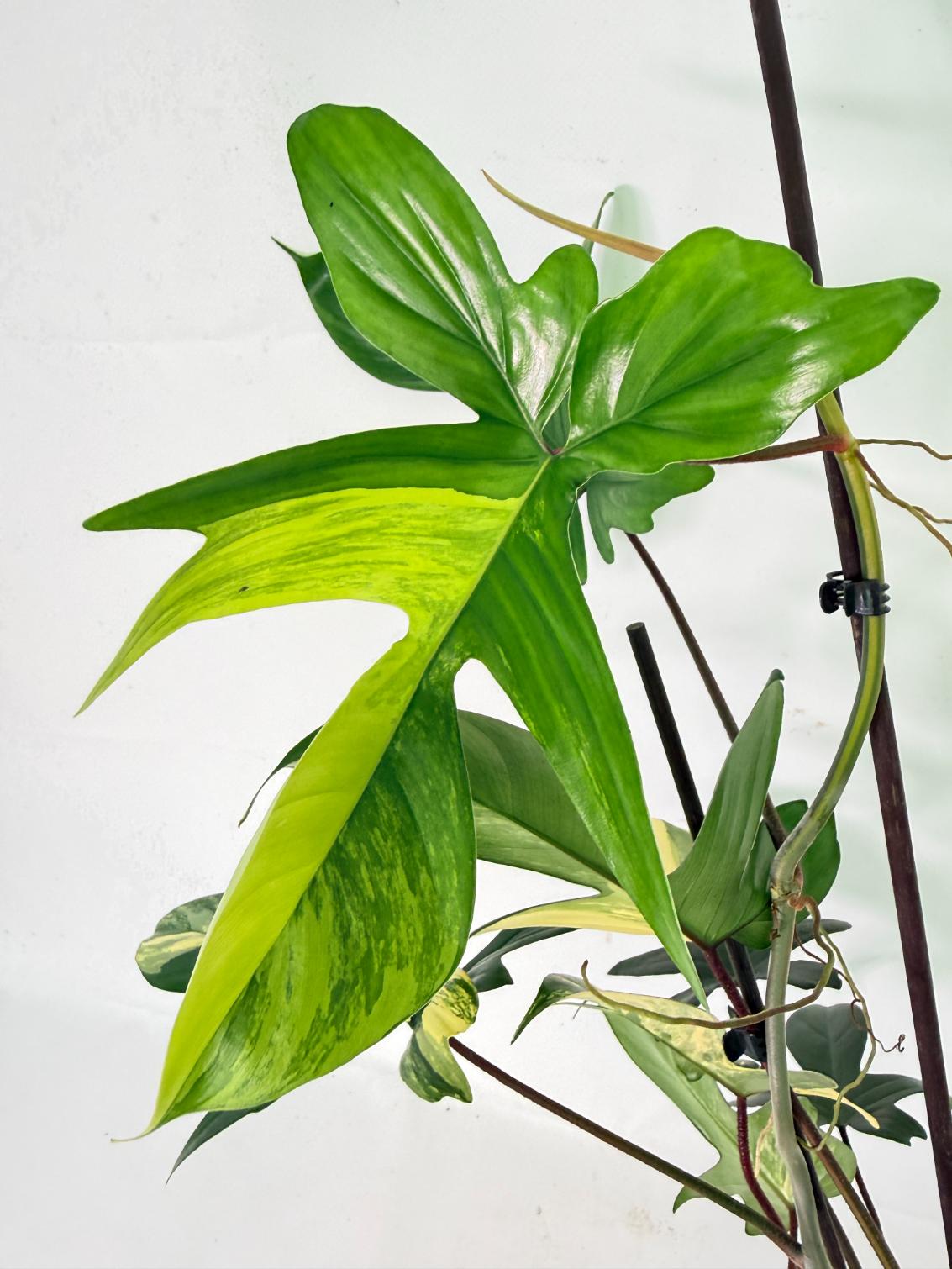 Philodendron Florida Beauty Variegata 10
