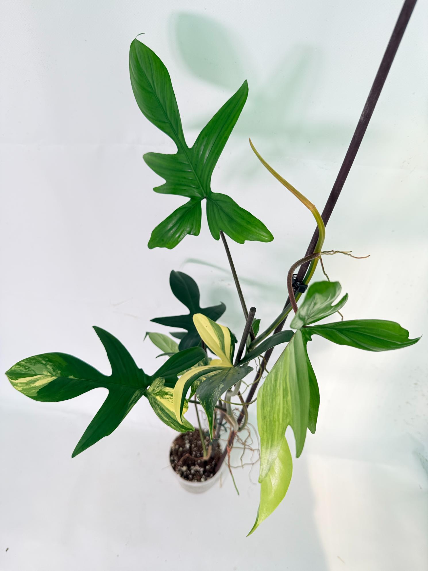 Philodendron Florida Beauty Variegata 11