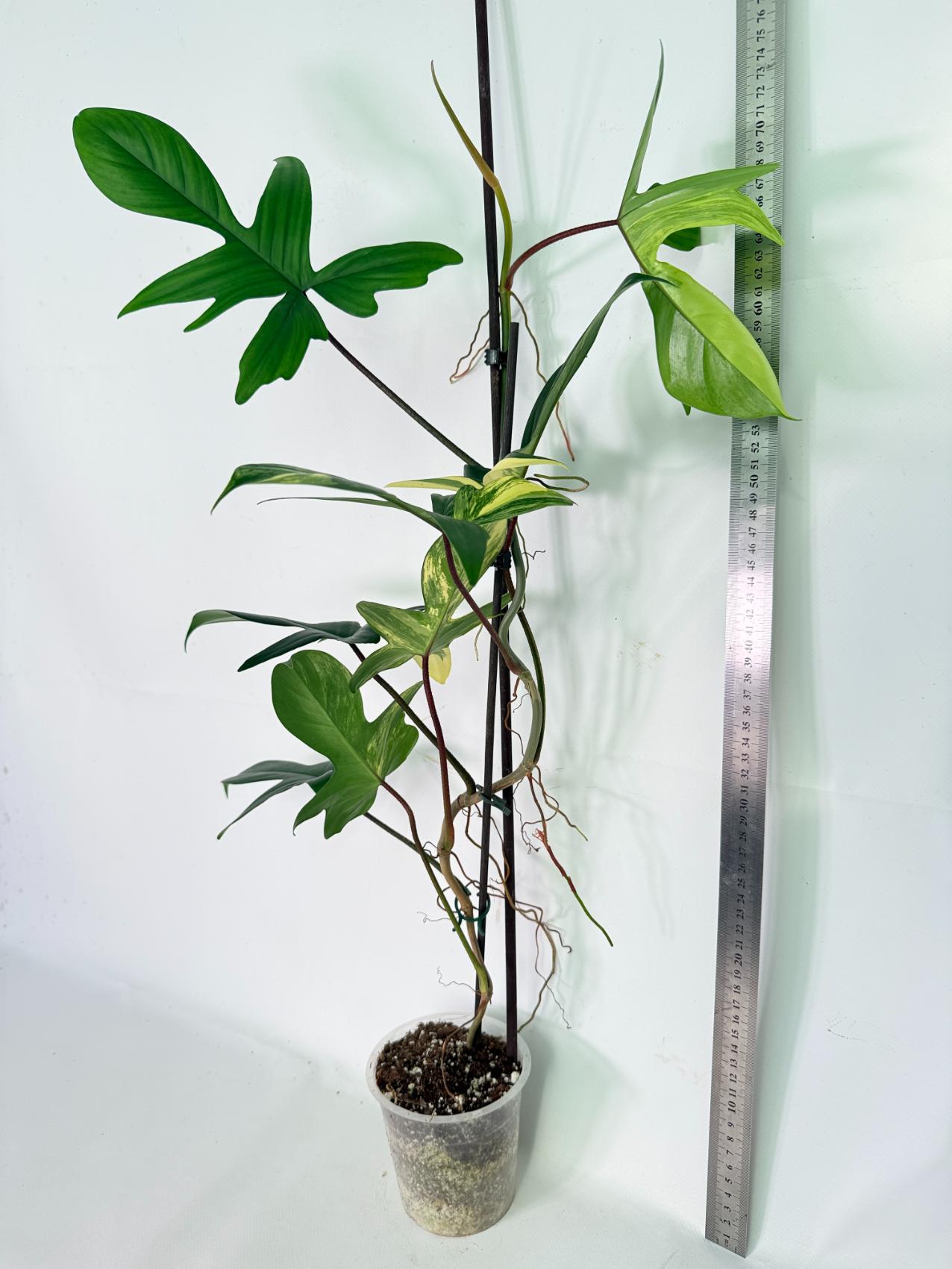 Philodendron Florida Beauty Variegata 02