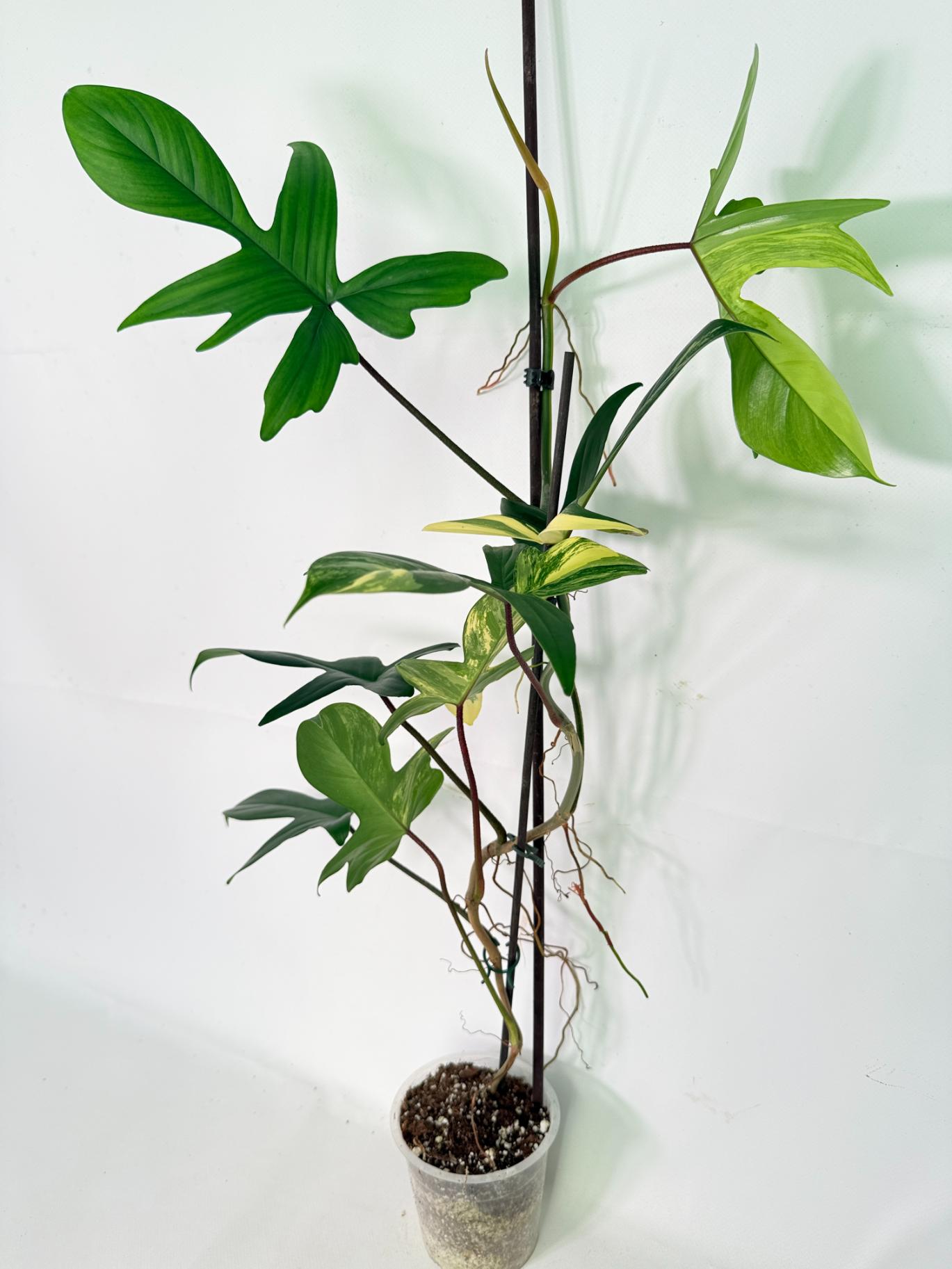Philodendron Florida Beauty Variegata 01