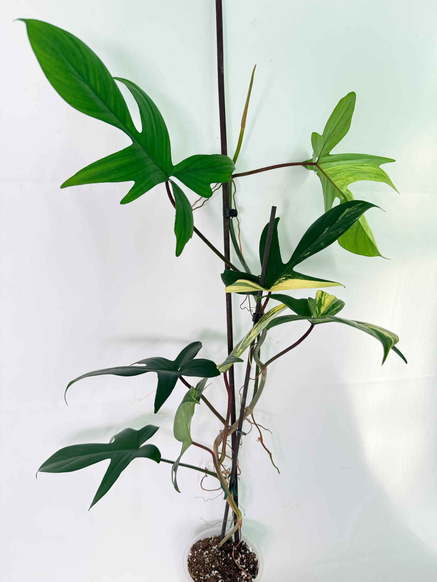 Philodendron Florida Beauty Variegata 03