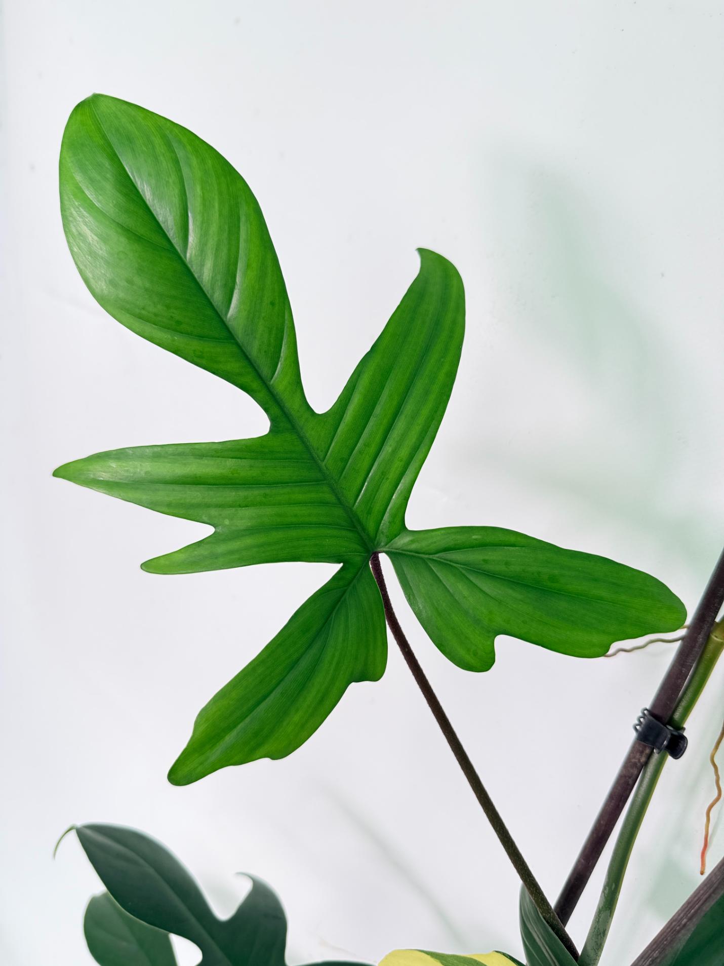 Philodendron Florida Beauty Variegata 04