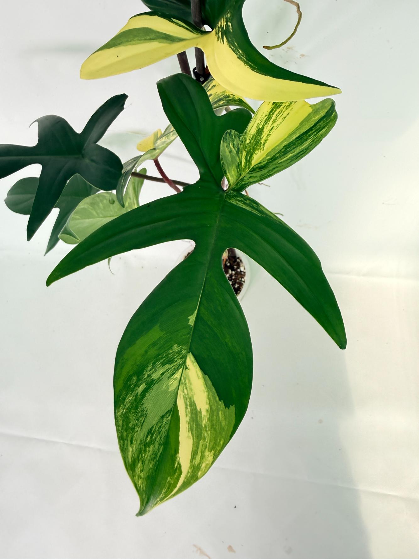 Philodendron Florida Beauty Variegata 05