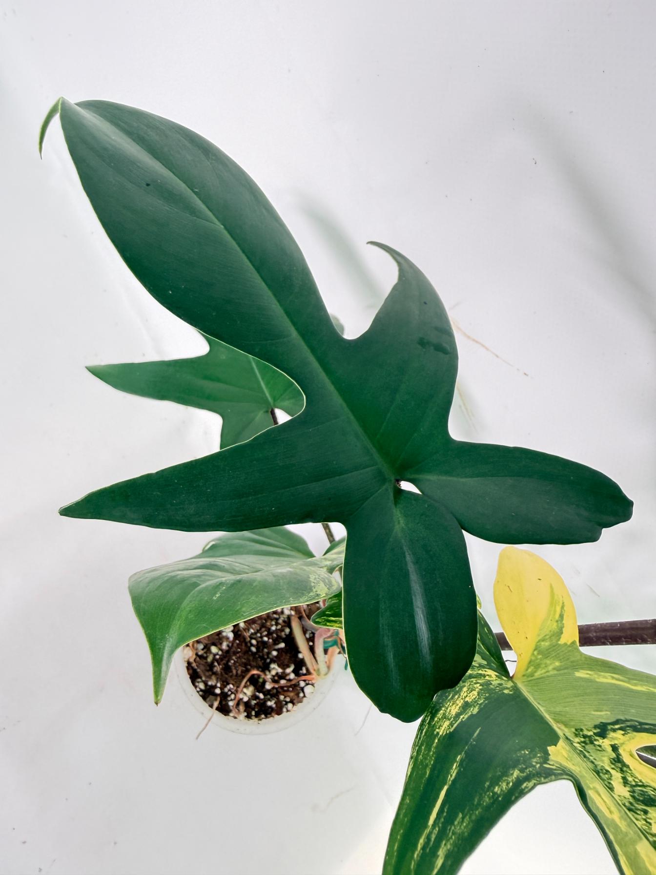Philodendron Florida Beauty Variegata 06