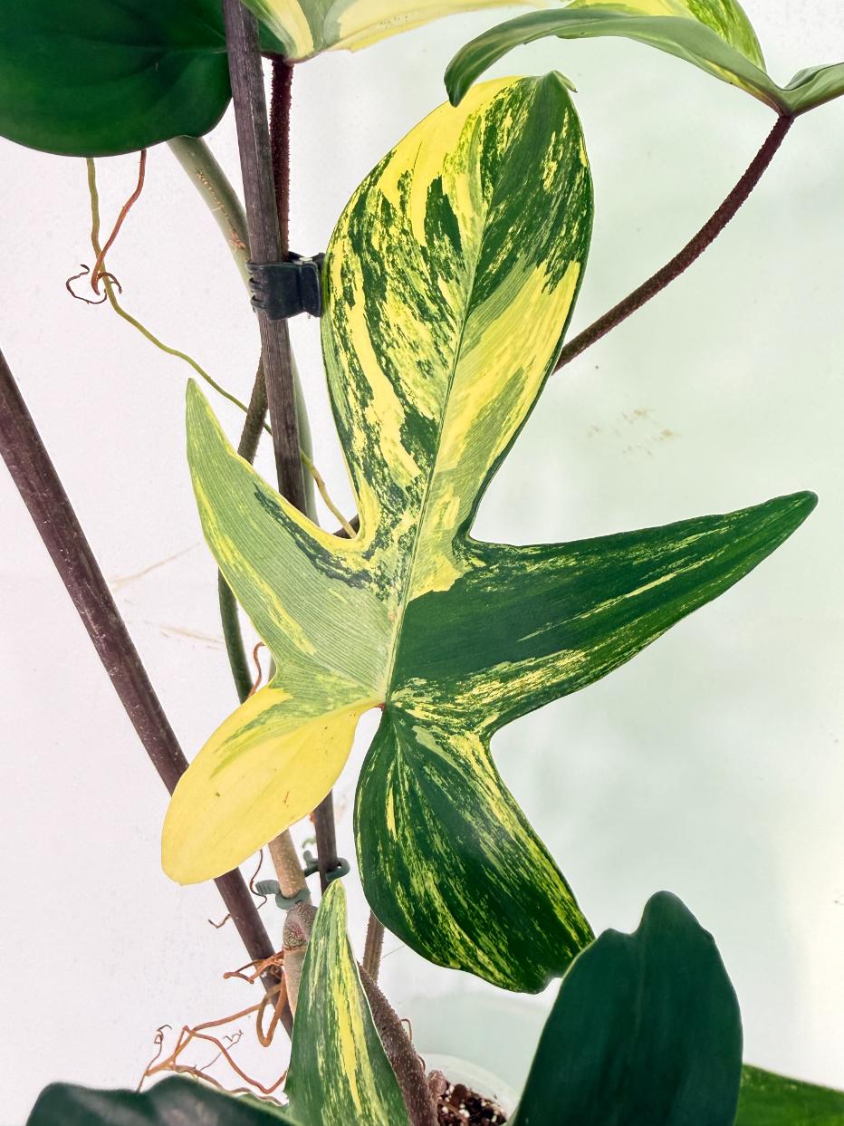 Philodendron Florida Beauty Variegata 07