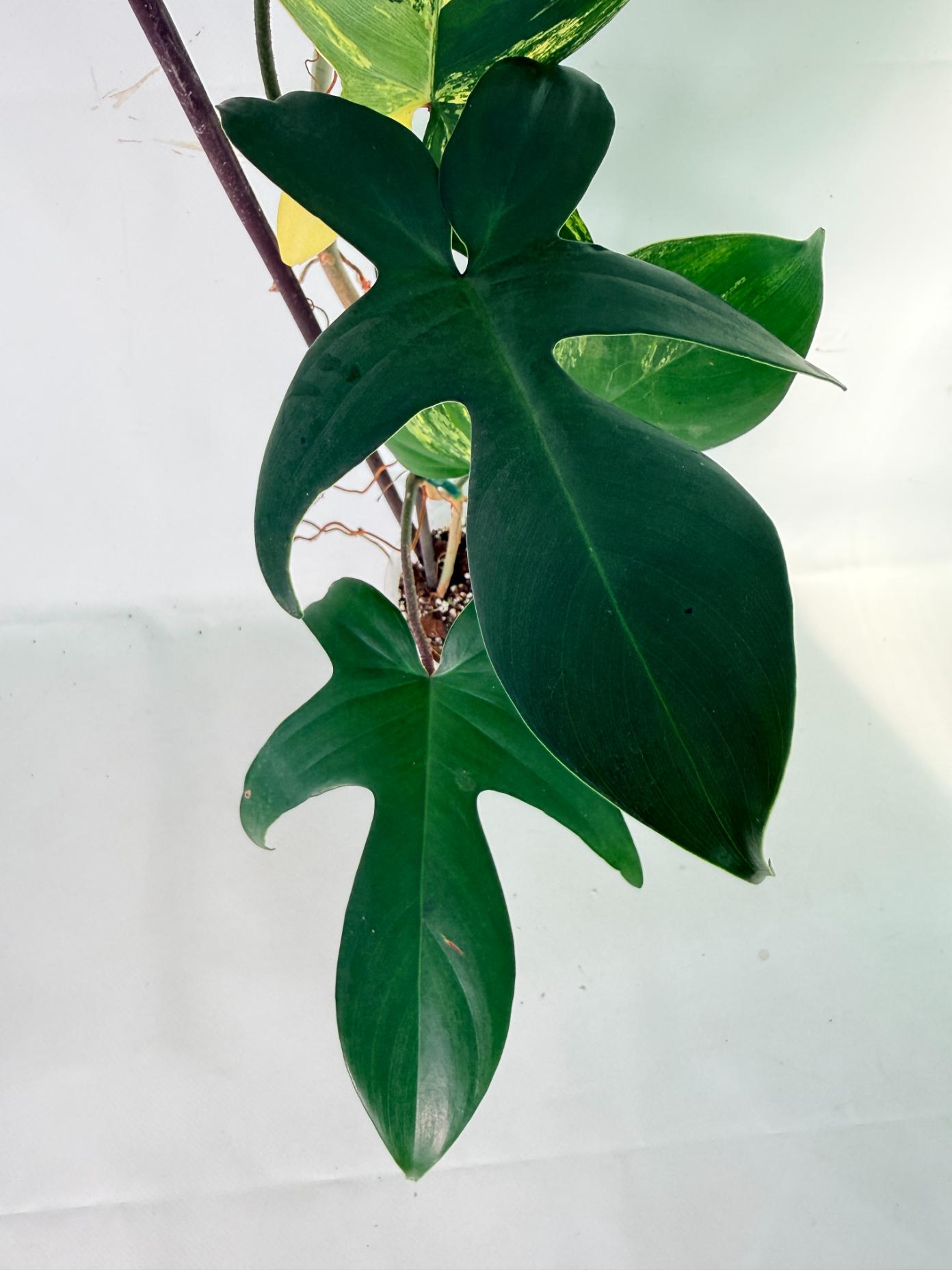 Philodendron Florida Beauty Variegata 08