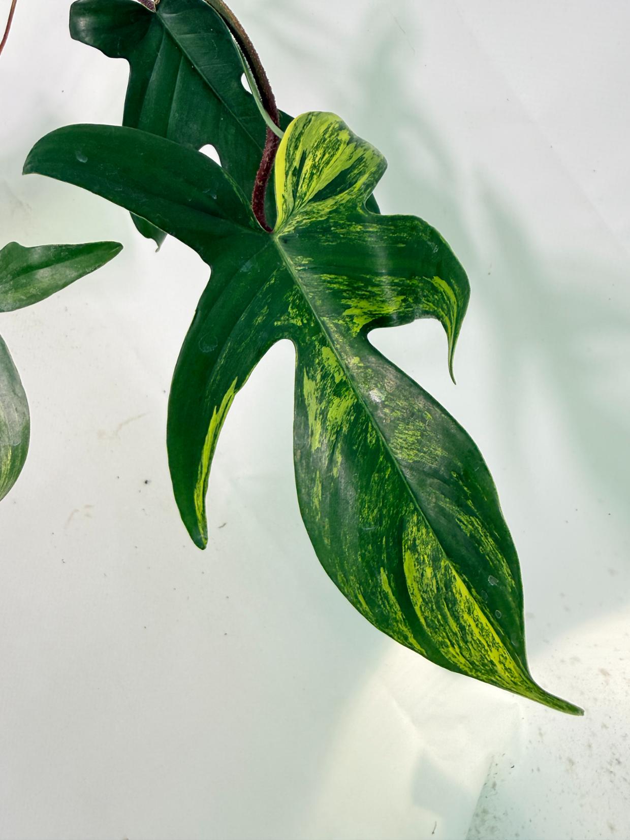 Philodendron Florida Beauty Variegata 10