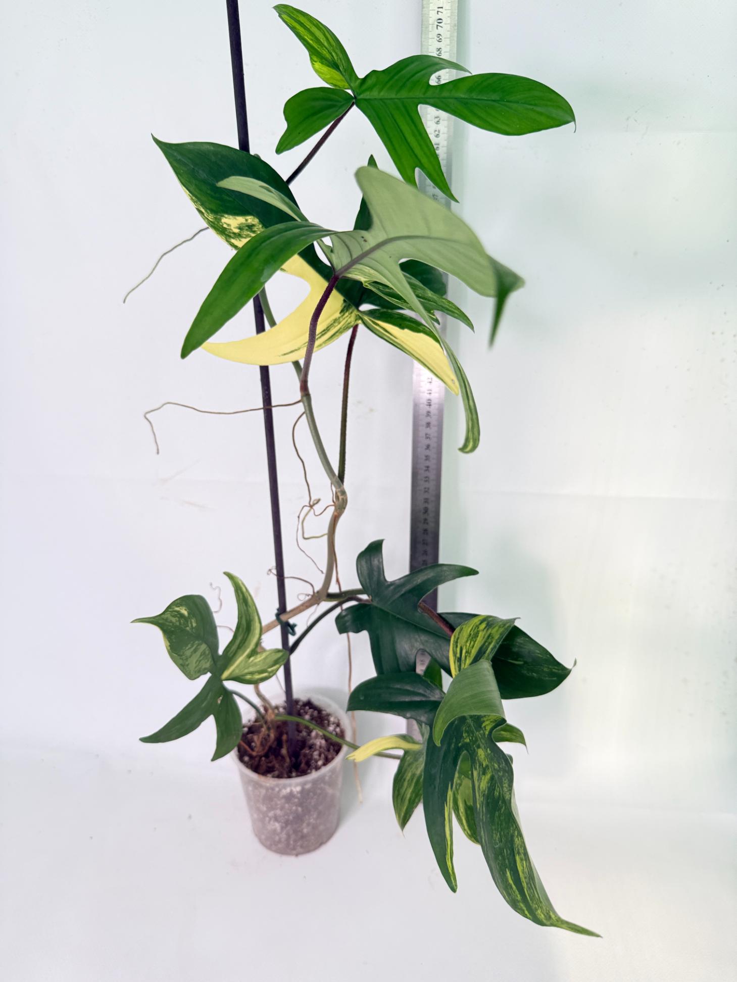 Philodendron Florida Beauty Variegata 02