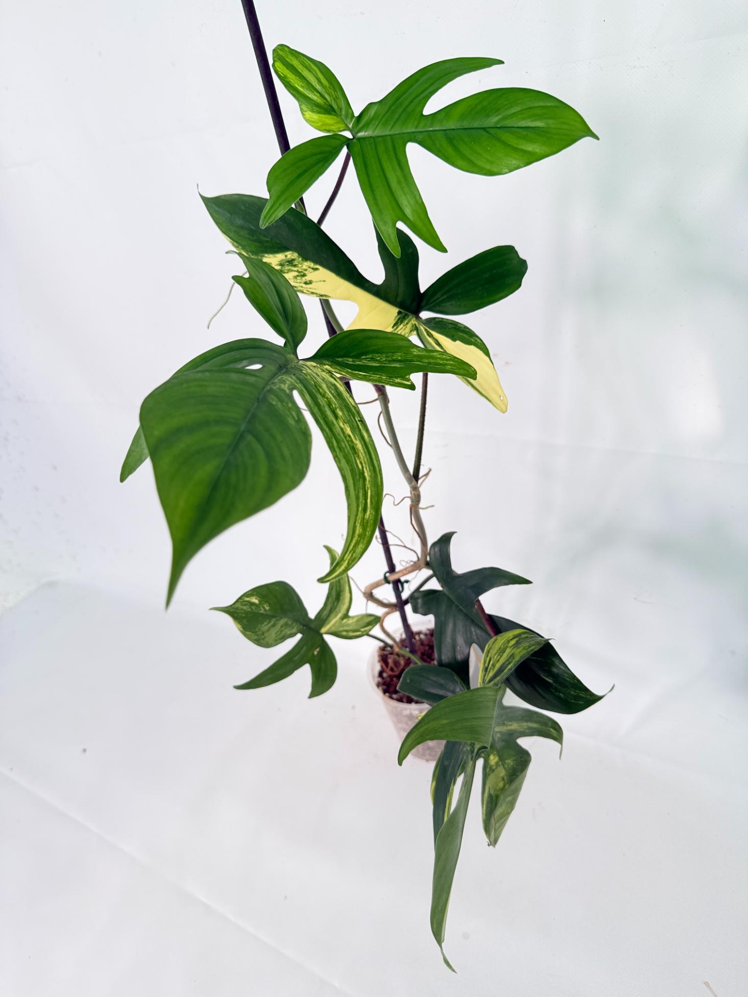 Philodendron Florida Beauty Variegata 01