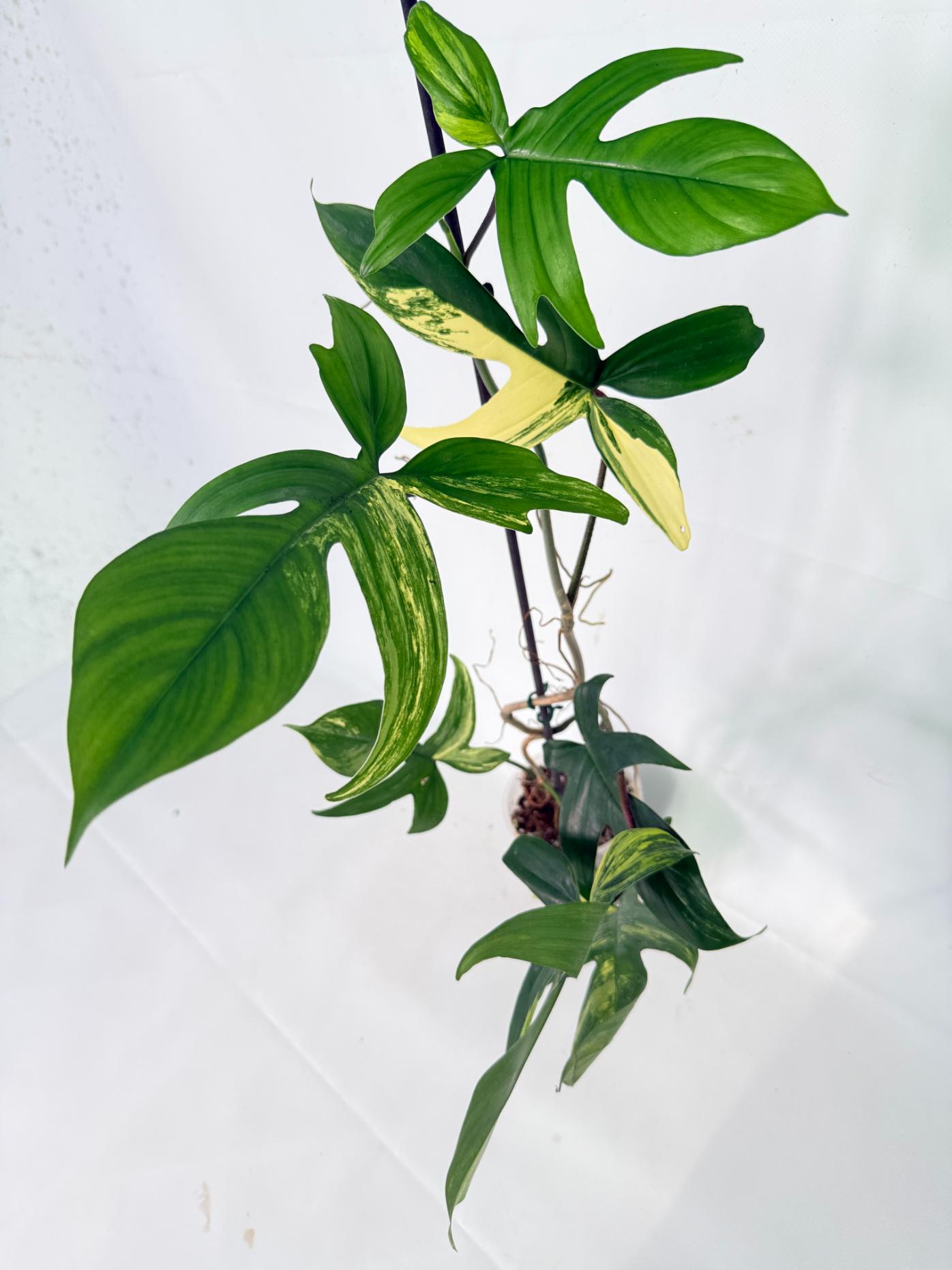 Philodendron Florida Beauty Variegata 03