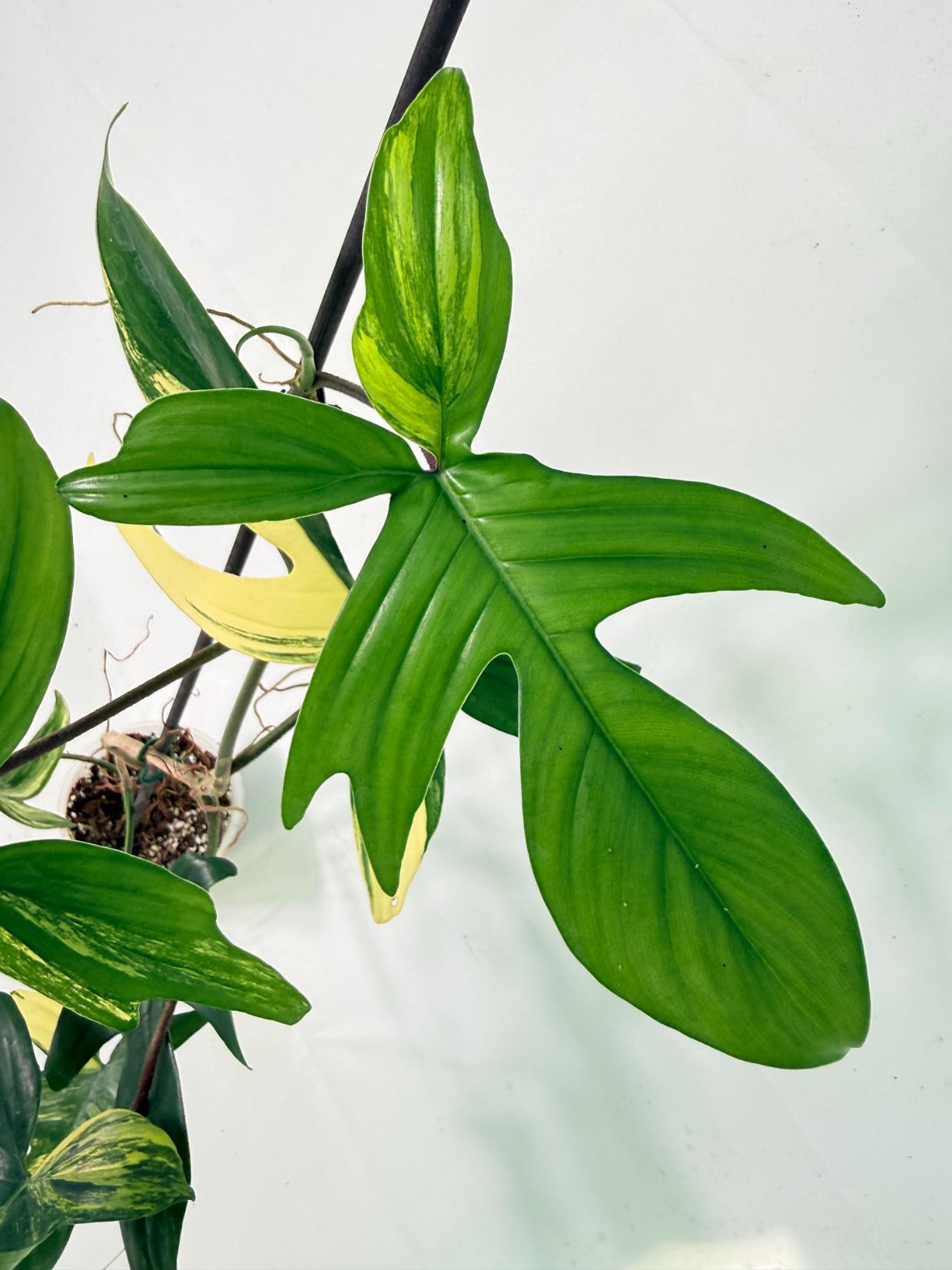 Philodendron Florida Beauty Variegata 05