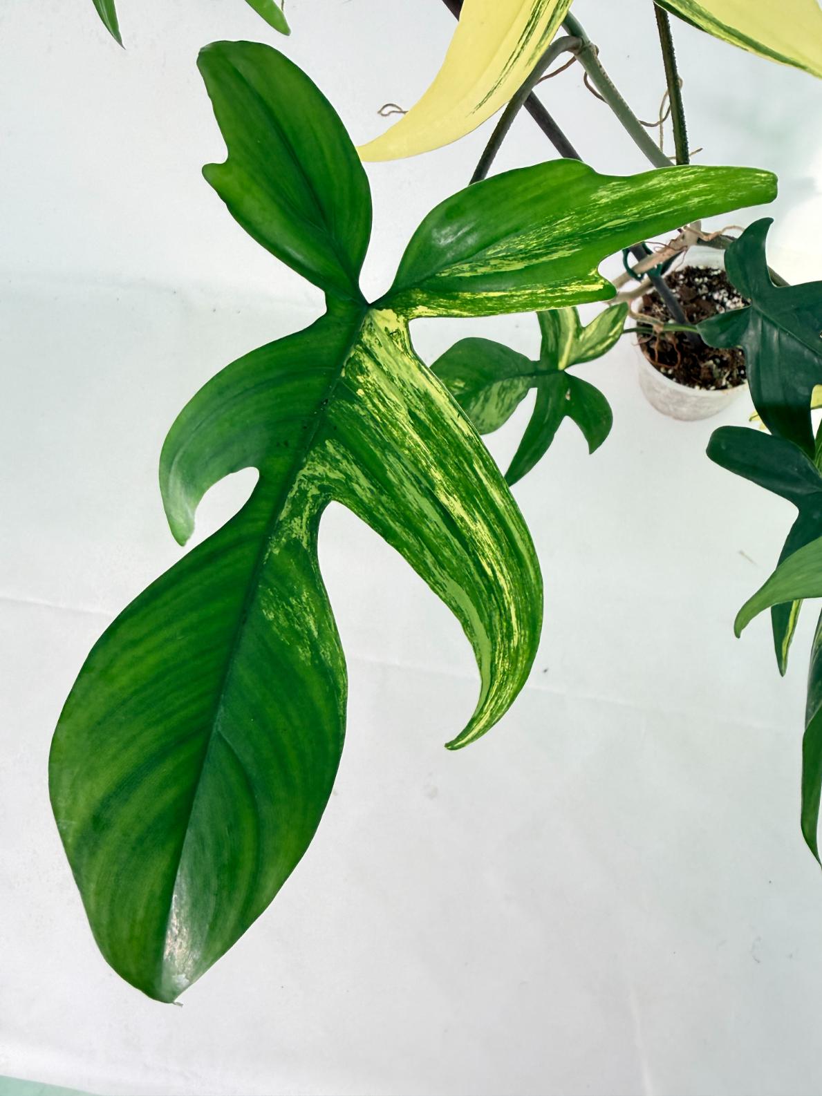 Philodendron Florida Beauty Variegata 06